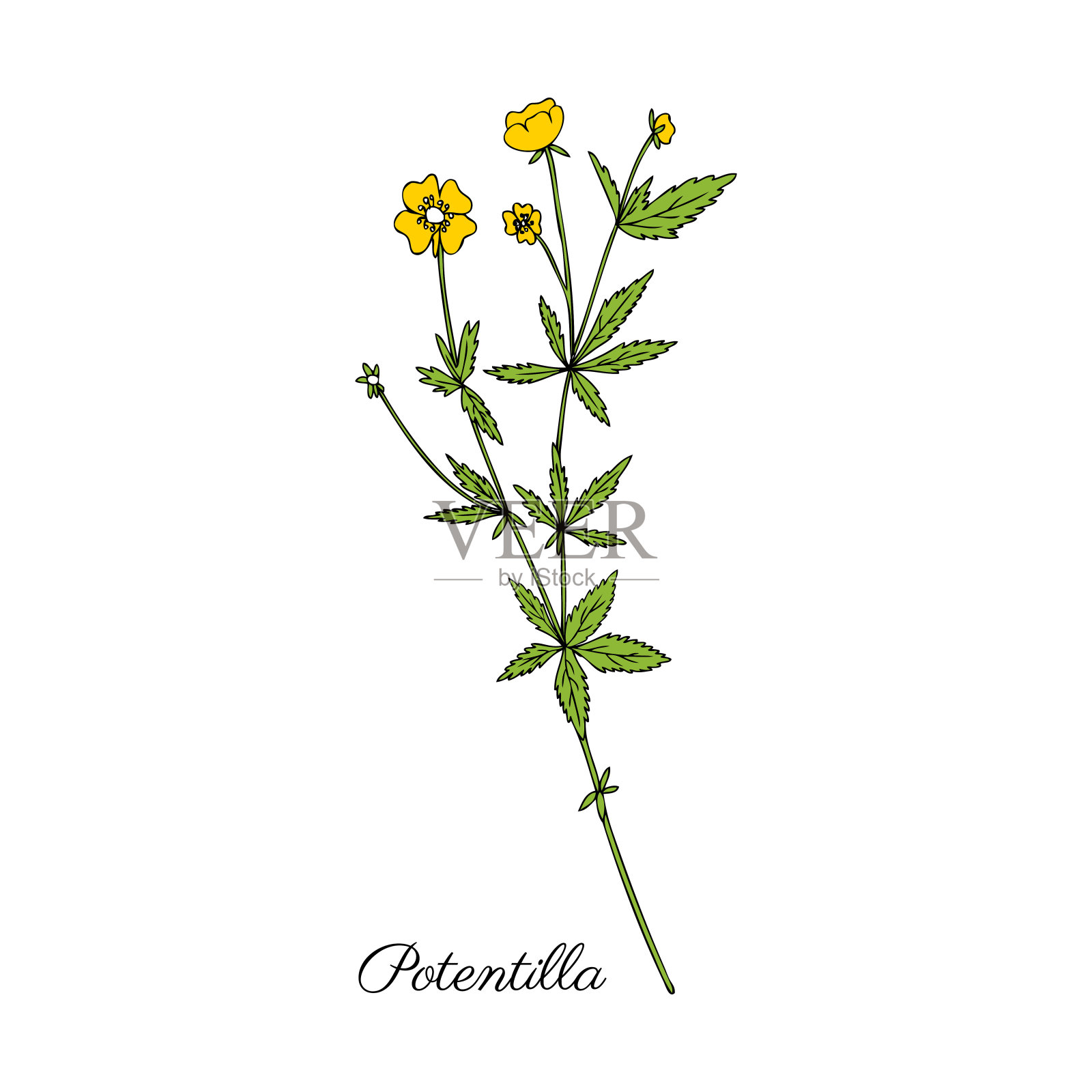 五叶花、直立蕨、血根矢量手绘白底隔离彩色插图、水墨速写、装饰草药涂鸦、药用草药设计化妆品、医药插画图片素材