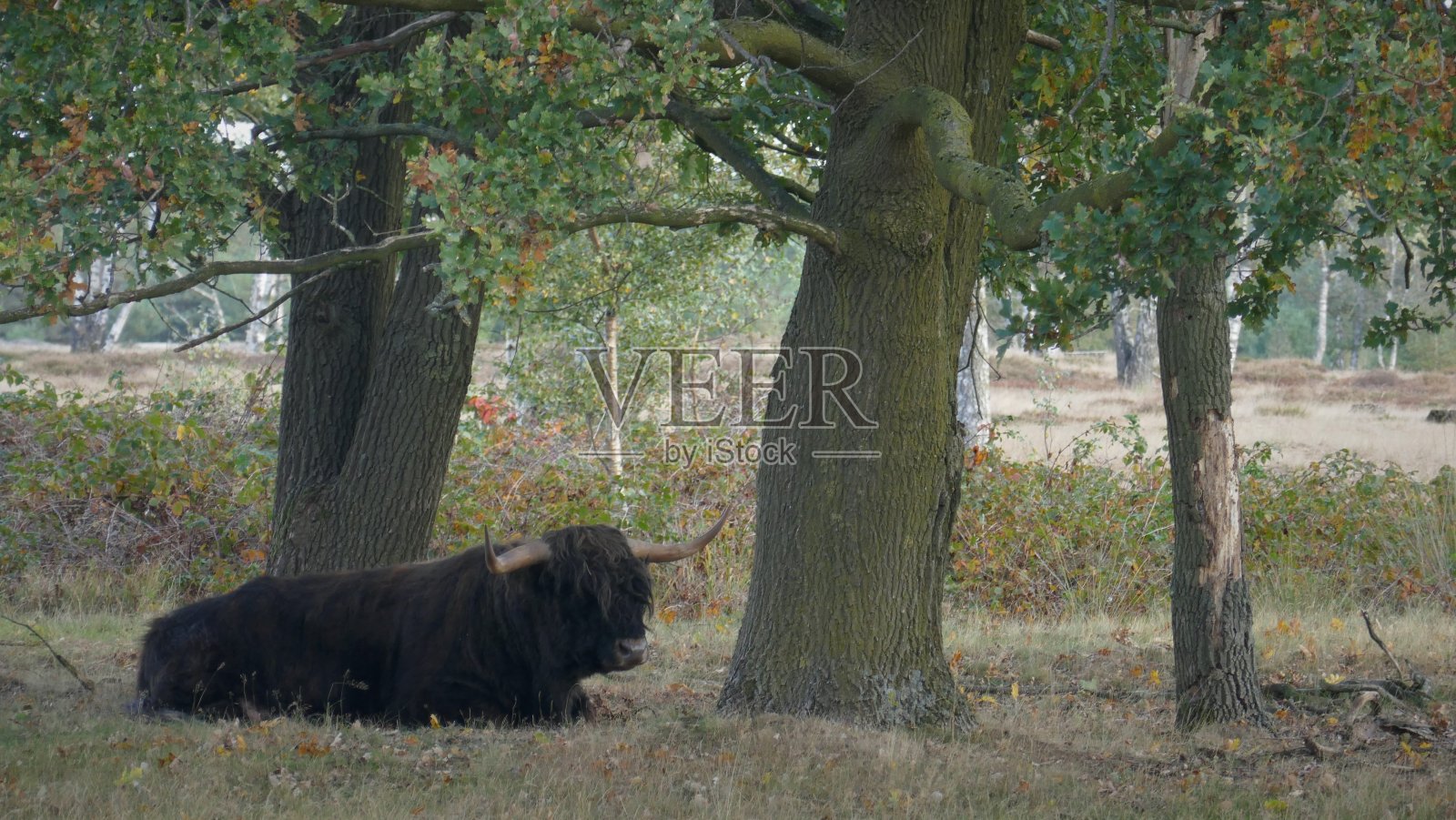 苏格兰高地人正躺在树下。statatsbossen在Sint Anthonis，北布拉班特，Land van Cuijk，荷兰。照片摄影图片