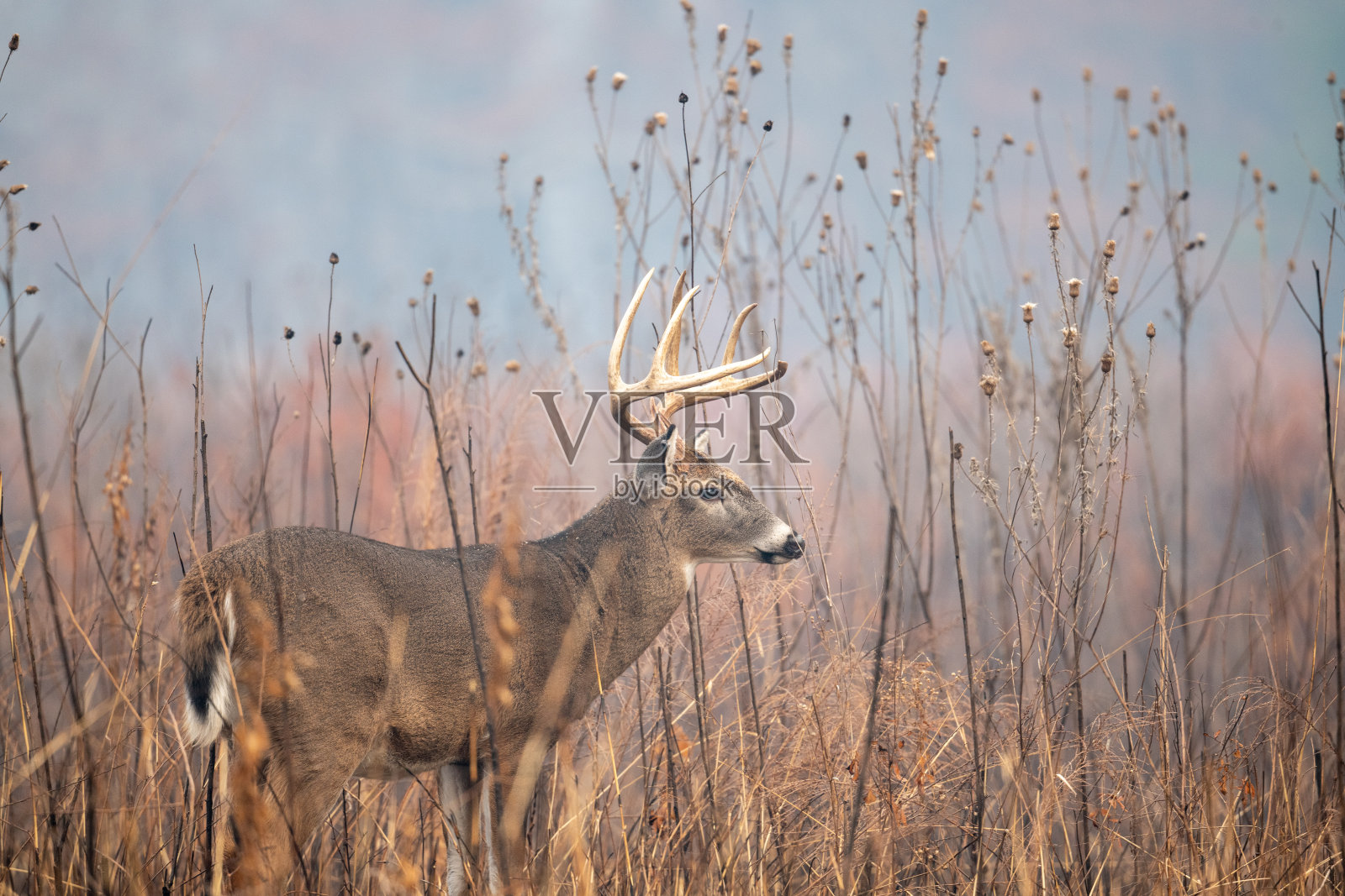 大的白尾鹿照片摄影图片