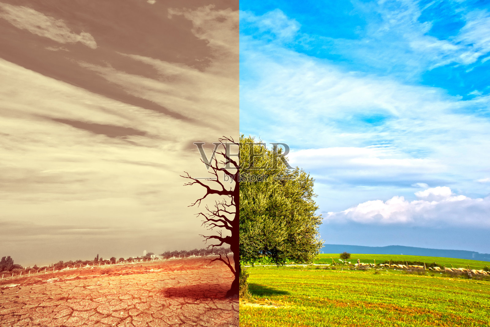 气候变化概念，全球变暖概念的图像显示干旱土地与树木变化环境的影响。照片摄影图片