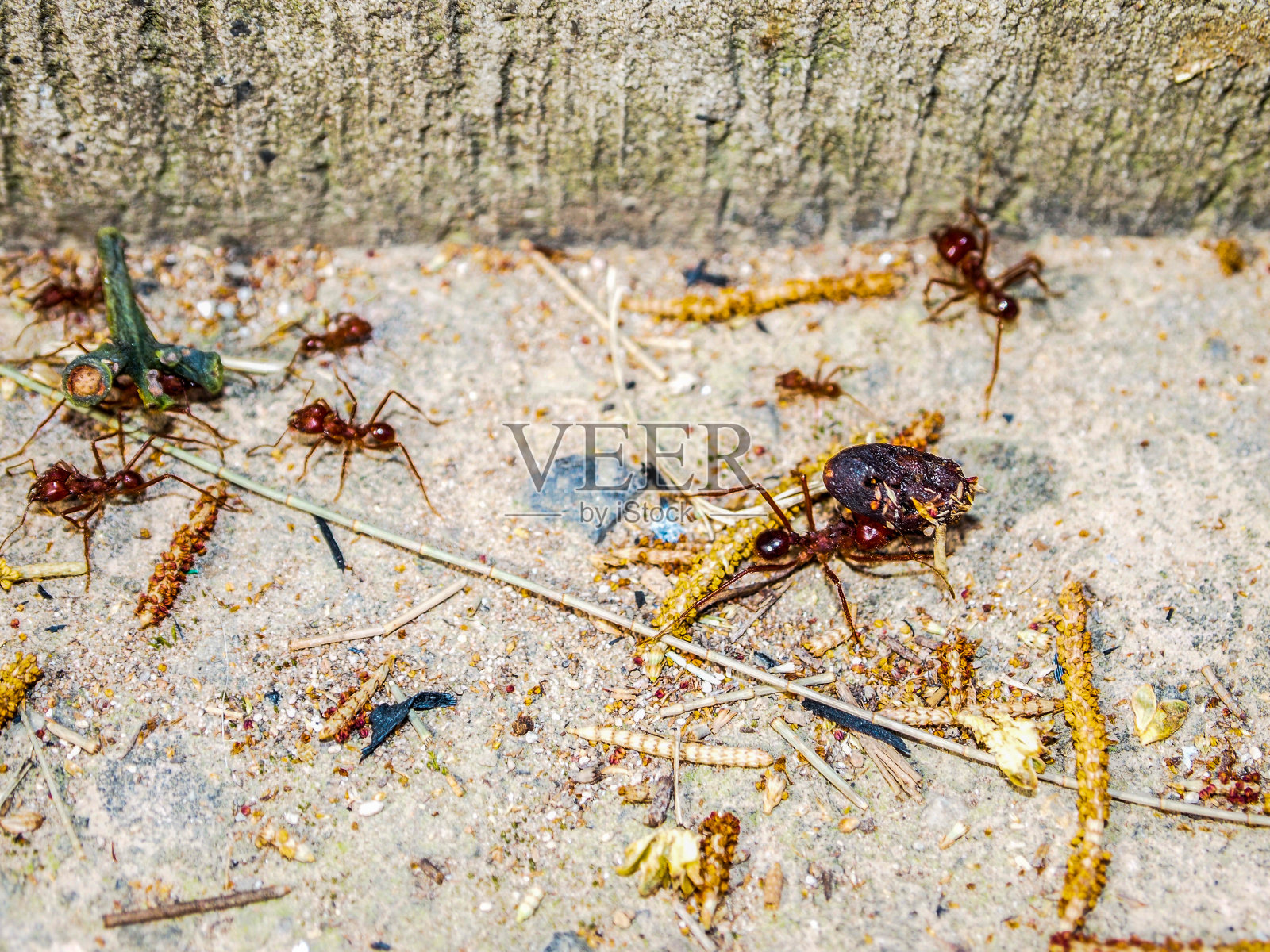 一群红蚂蚁一起搬运死昆虫照片摄影图片
