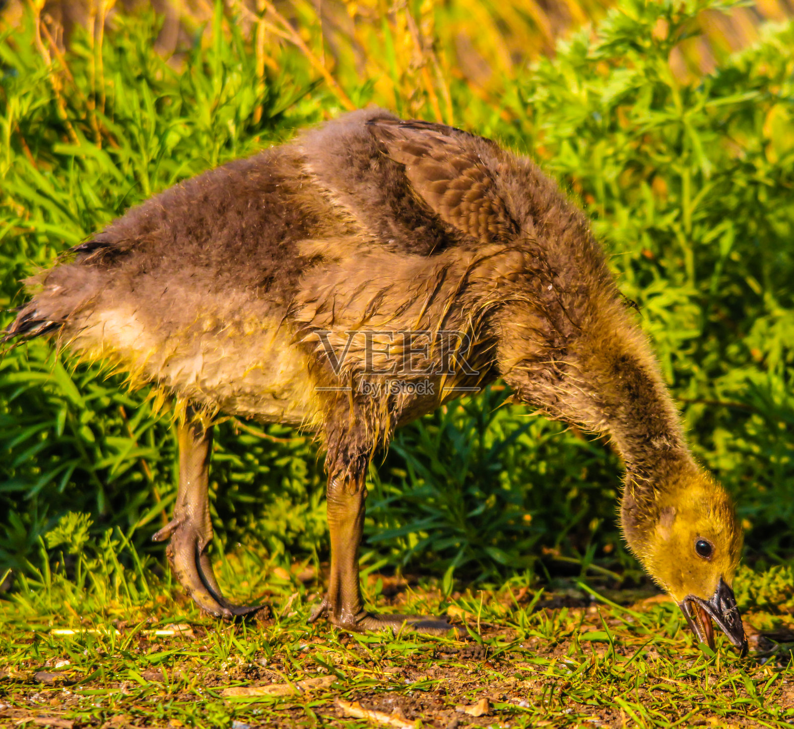 Rudy ducks (Oxyura jamaicensis)， with their blue bills are a site on the water。加拿大亚伯达省照片摄影图片