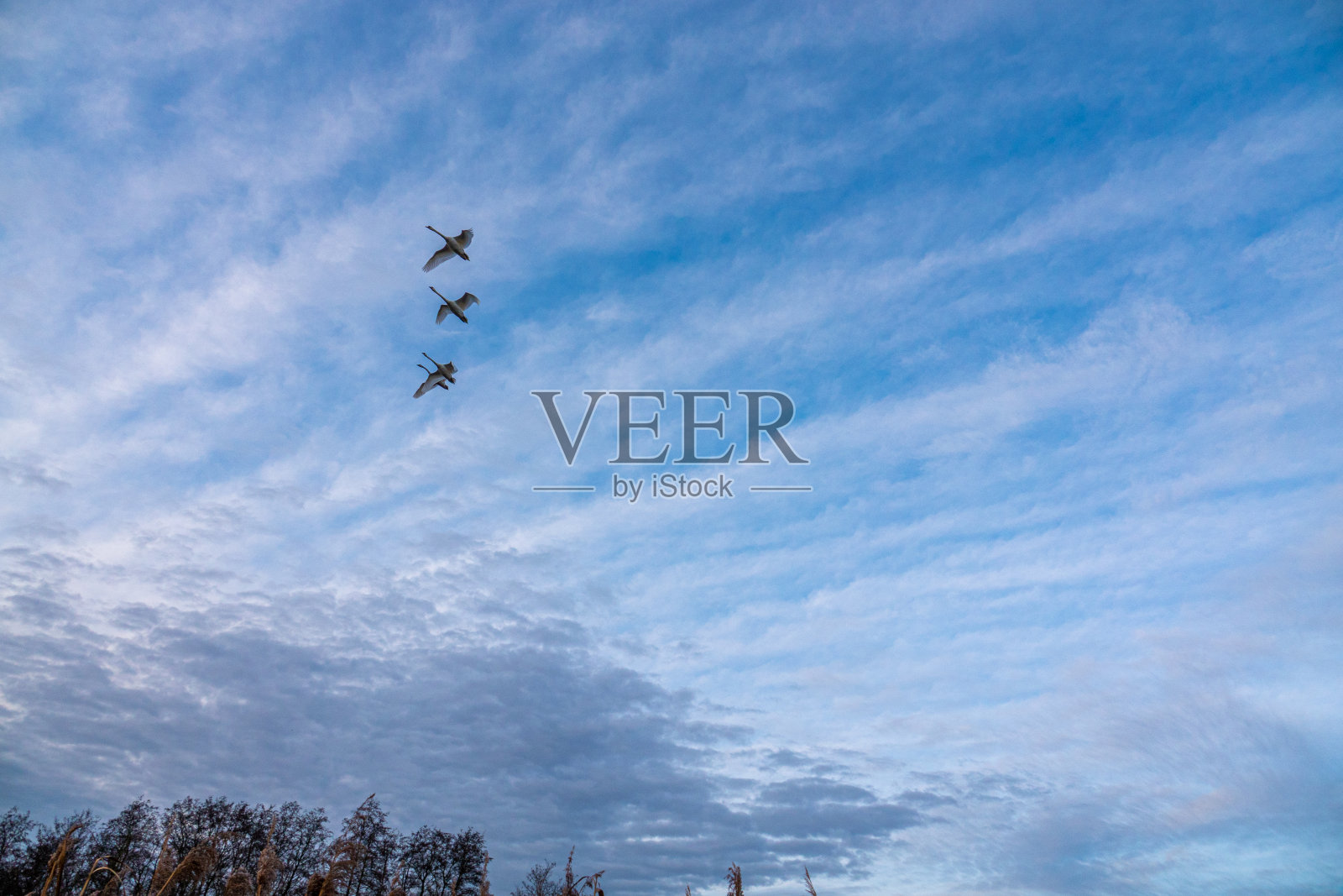 4只天鹅排成队形在下午蓝色的天空中飞翔照片摄影图片