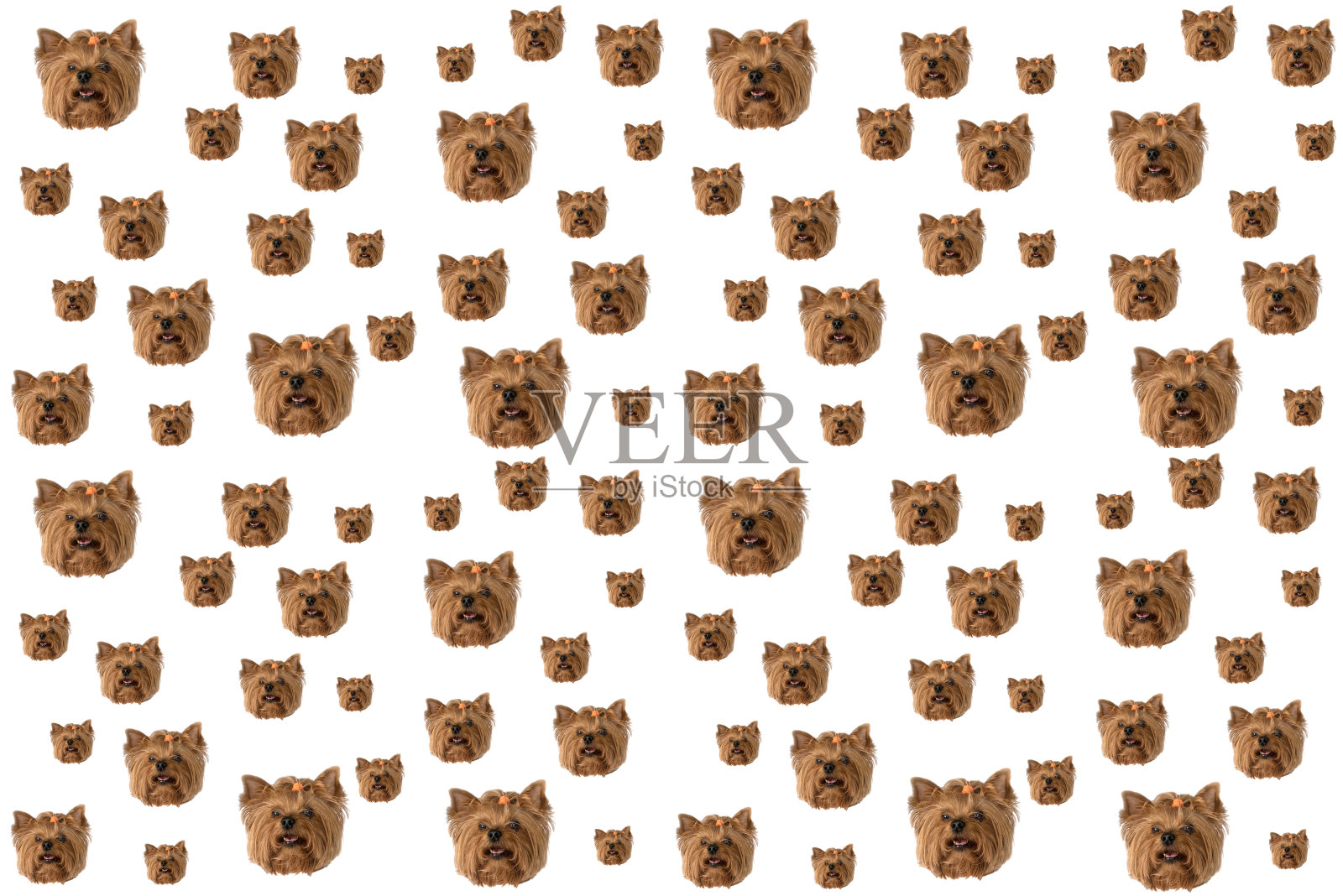 白色背景上的约克郡犬头。小狗。隔离、模式照片摄影图片