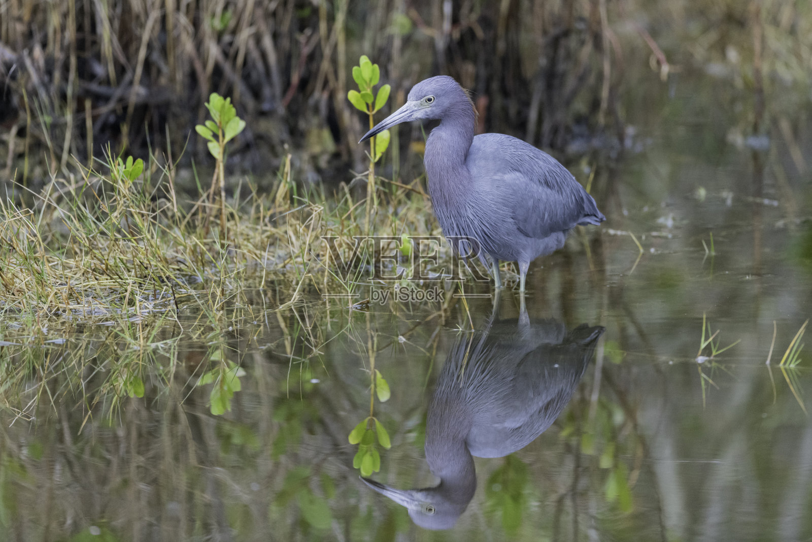 幼蓝鹭倒影晶莹剔透照片摄影图片