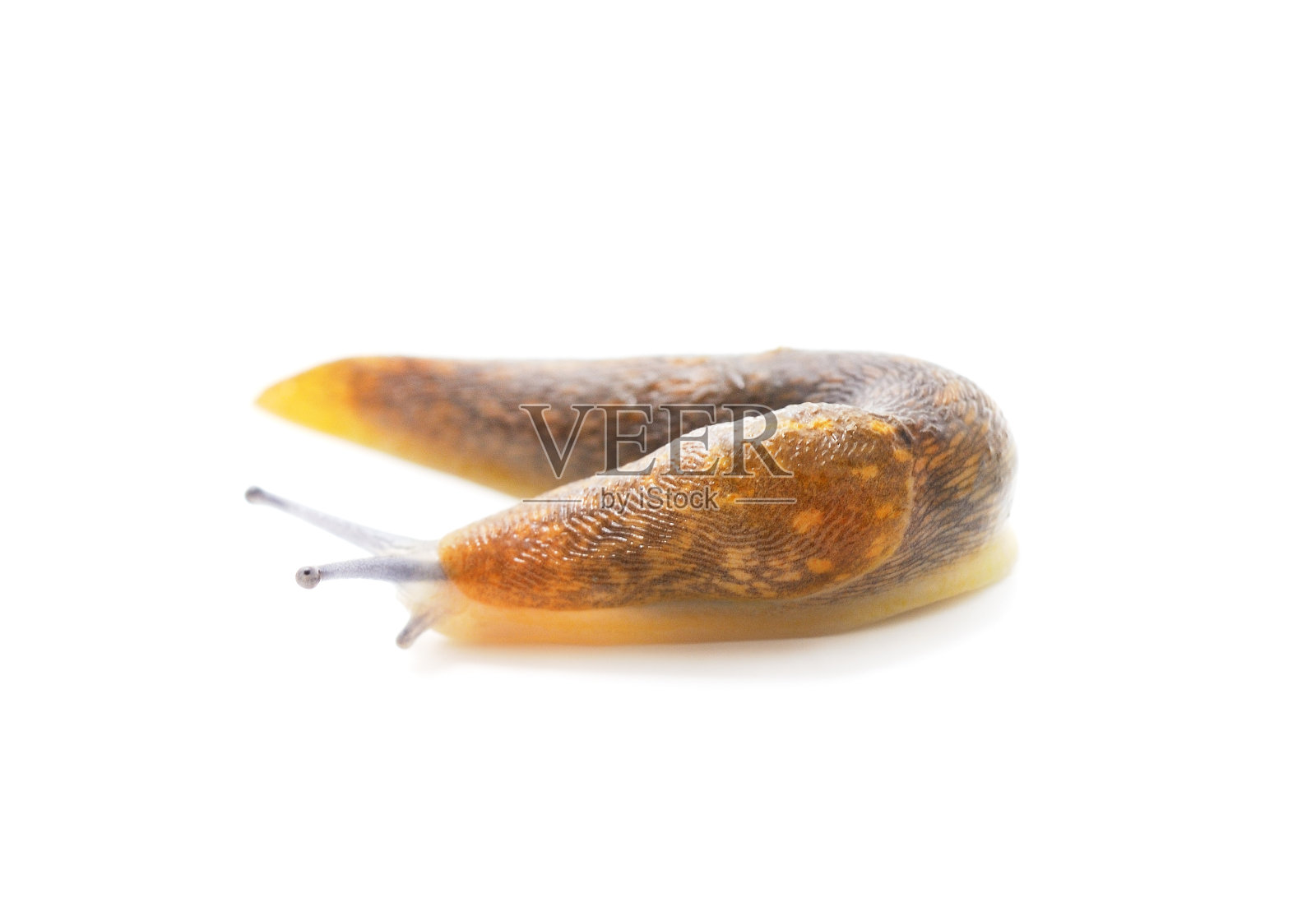 一个棕色的蜗牛。照片摄影图片