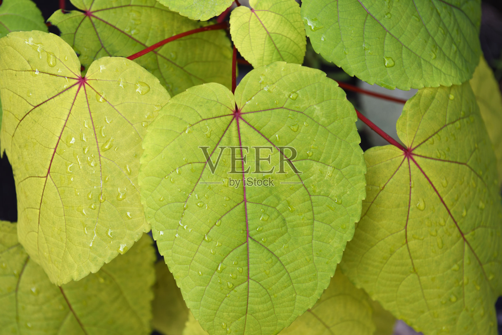 明亮的秋叶照片摄影图片