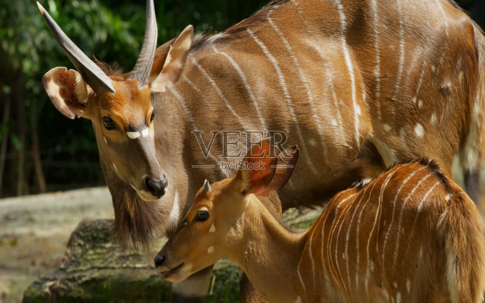 动物照片摄影图片