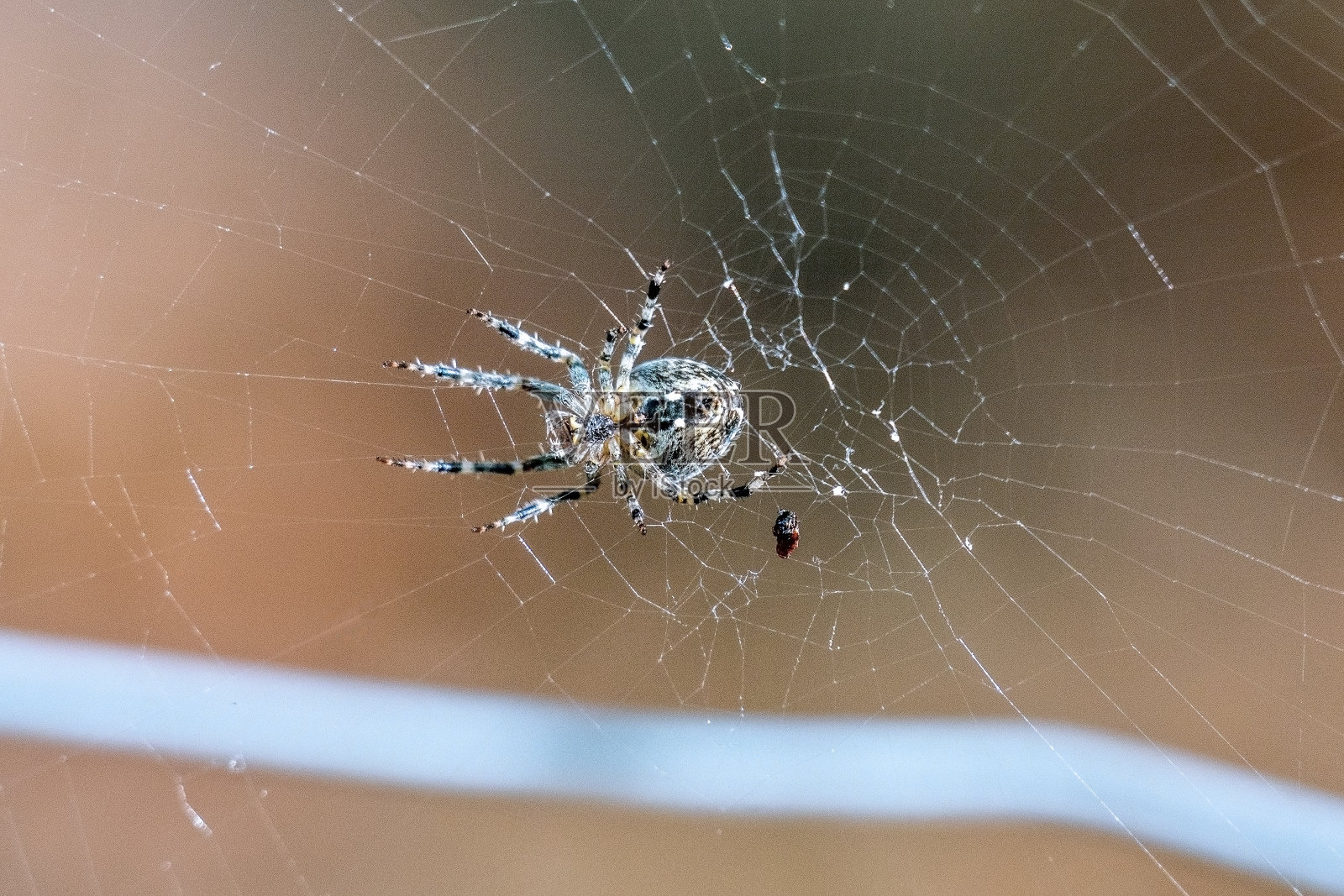 蛛网上有一只黑白相间的小蜘蛛照片摄影图片