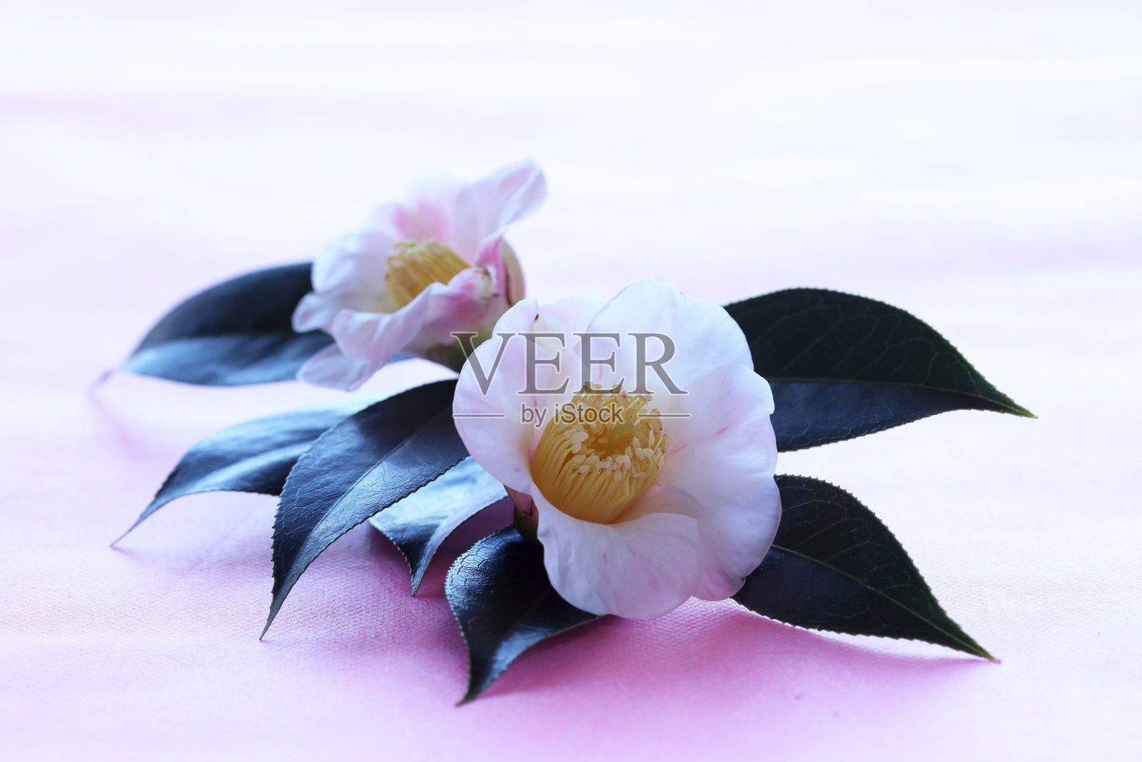 山茶花照片摄影图片