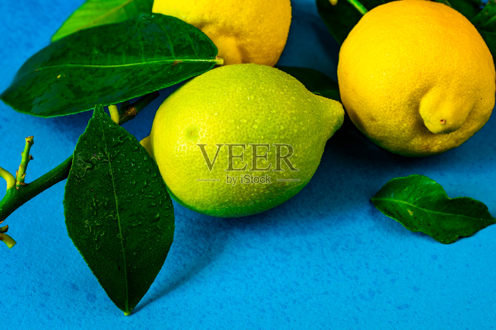 三个带蓝色叶子的柠檬。照片摄影图片