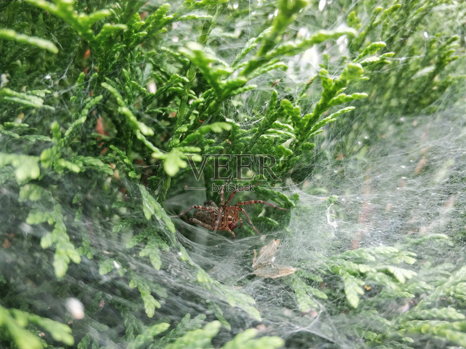 Сlose-up与蜘蛛和他的网照片摄影图片