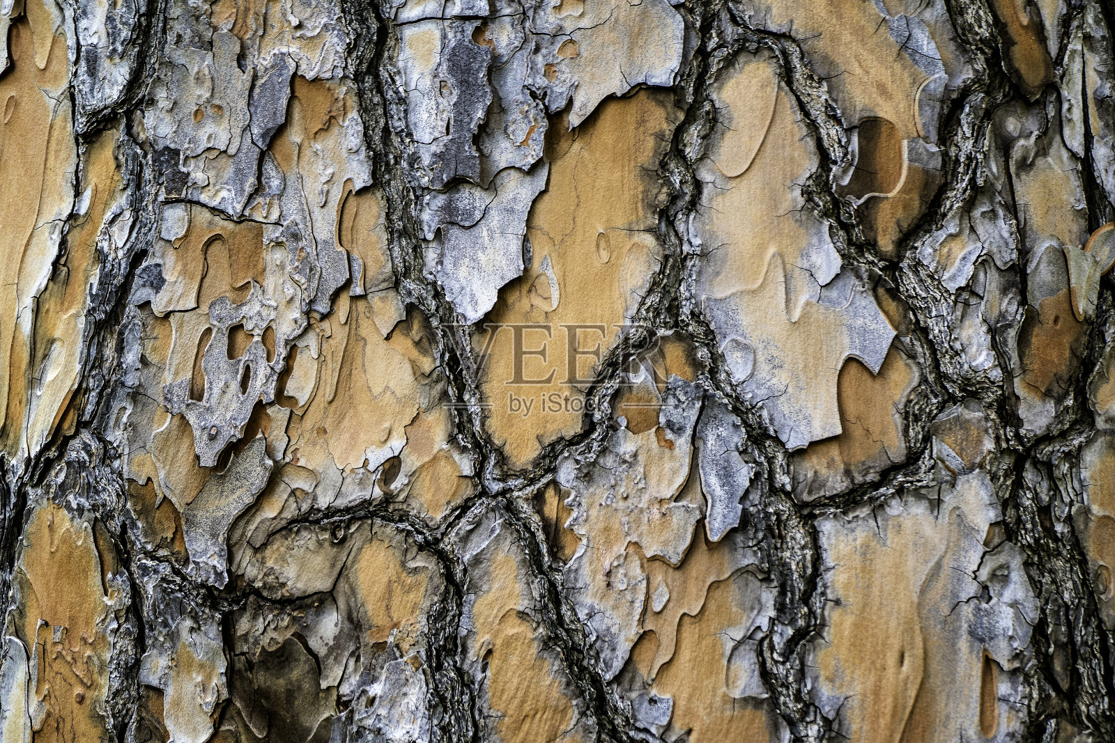 背景特写的纹理树原木照片摄影图片