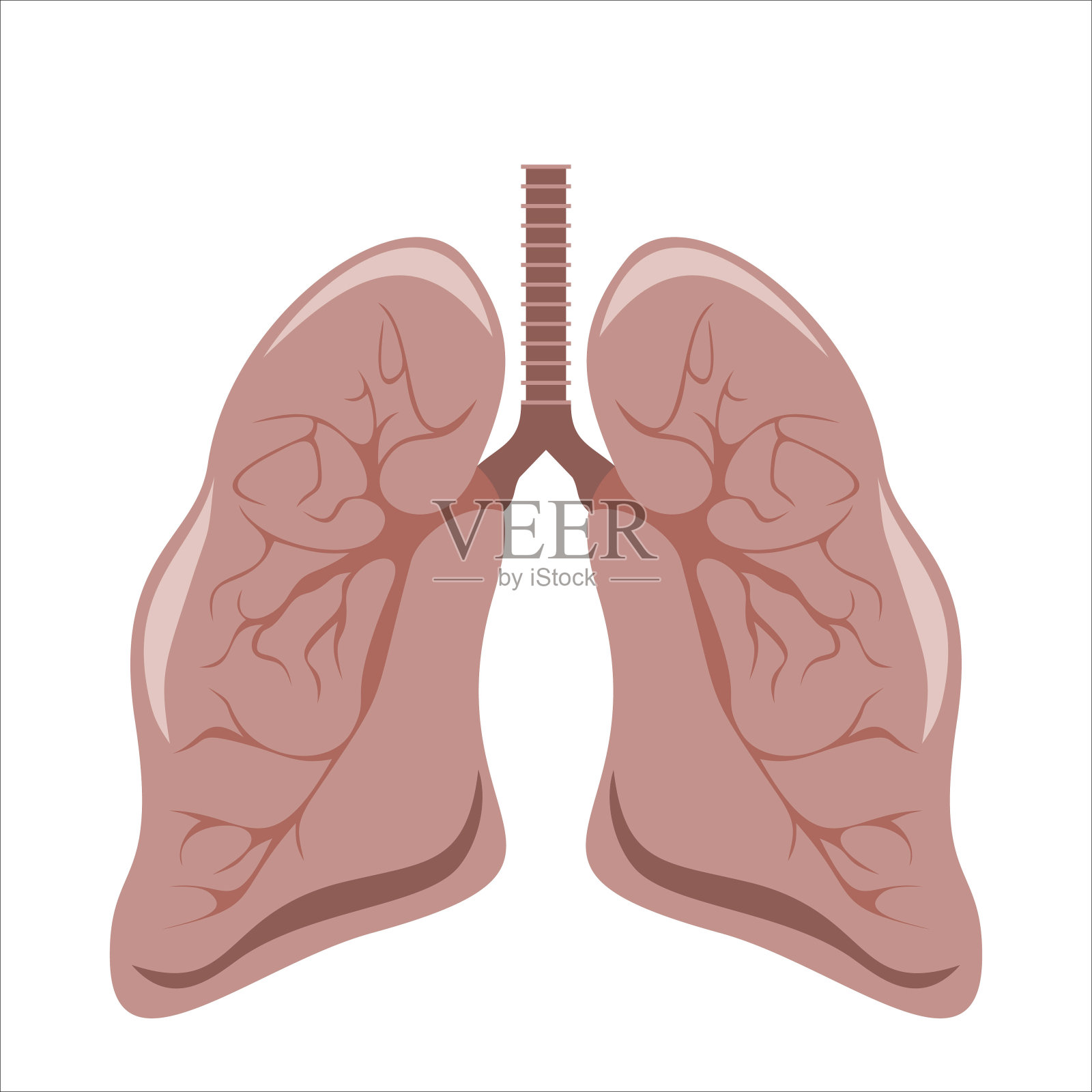 人类解剖学的肺。医学媒介图解。插画图片素材
