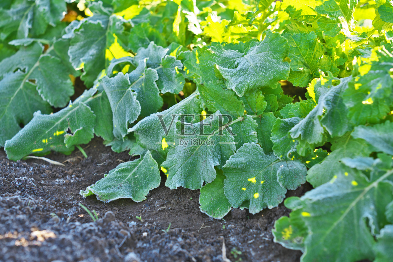 寒冷清晨的日本萝卜照片摄影图片