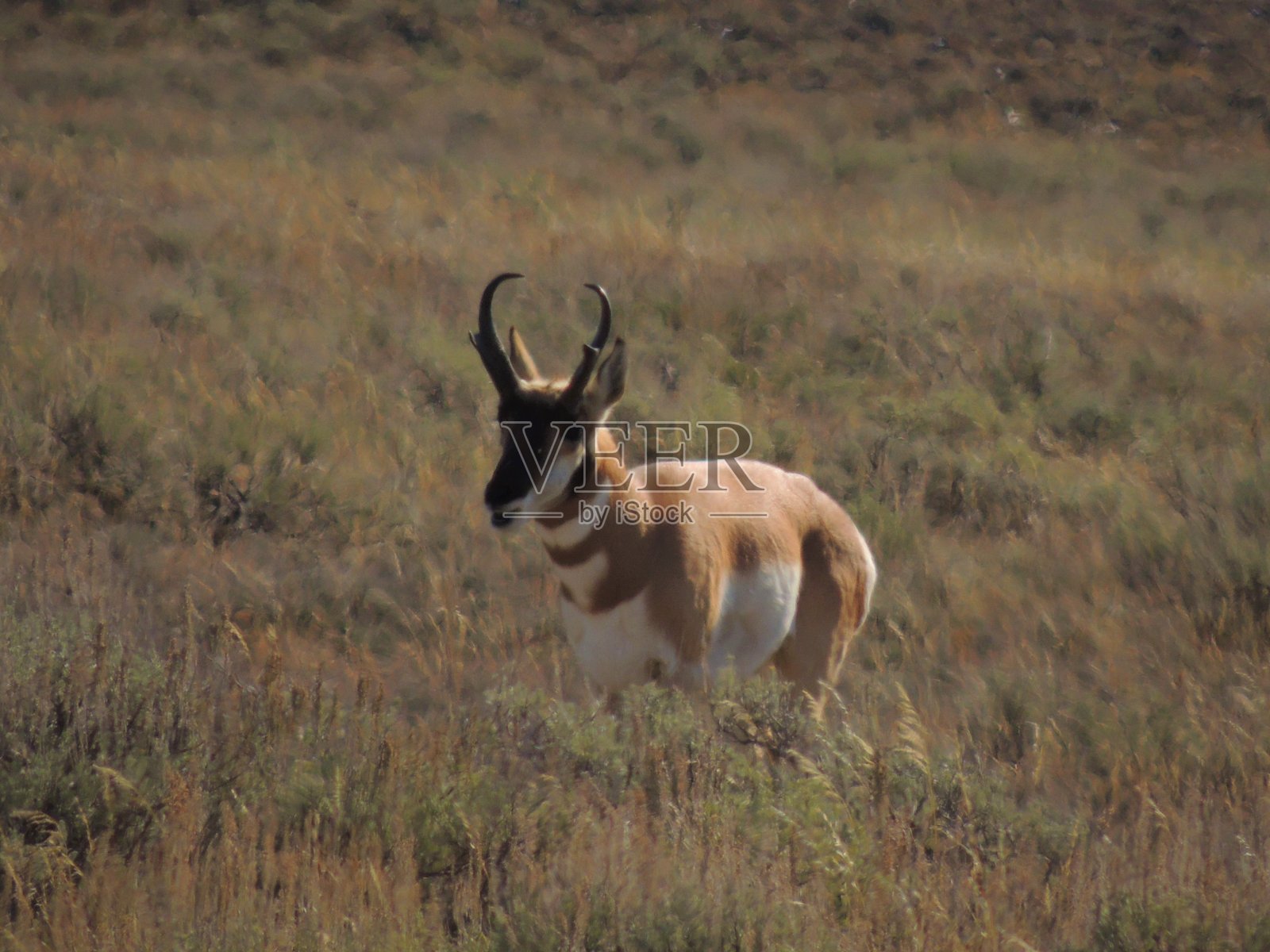 叉角羚照片摄影图片