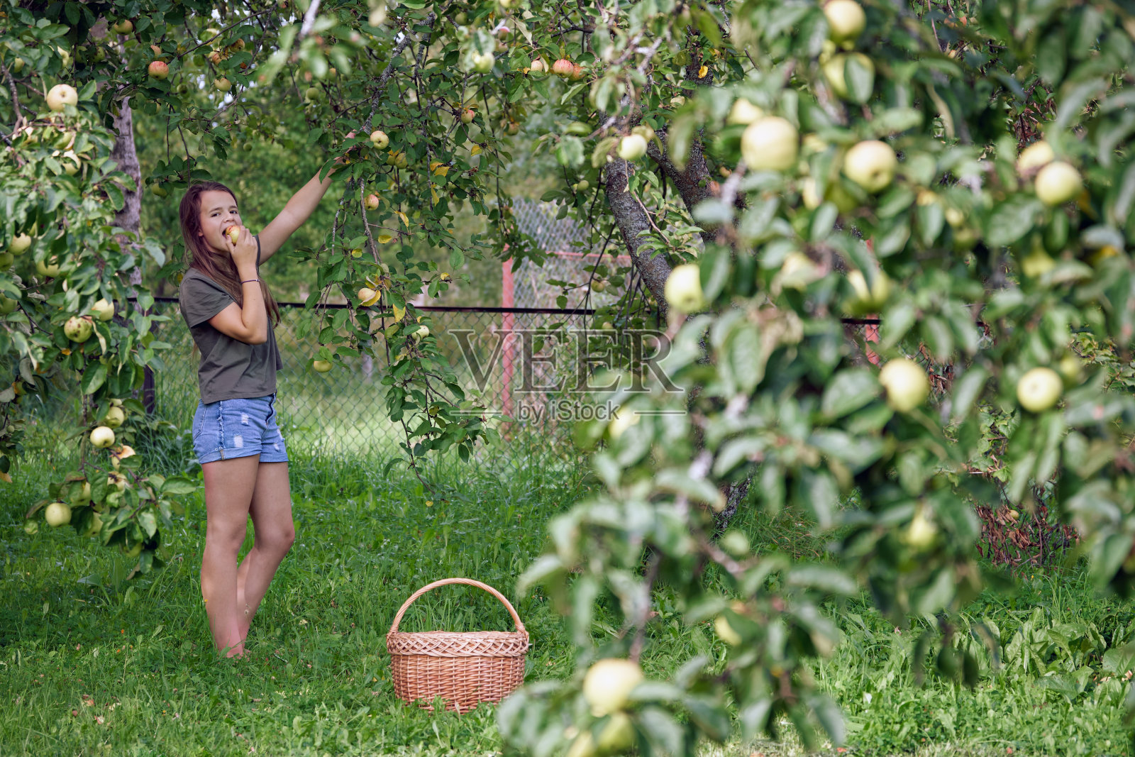 一个十几岁的女孩吃着刚从苹果树上摘下来的苹果照片摄影图片