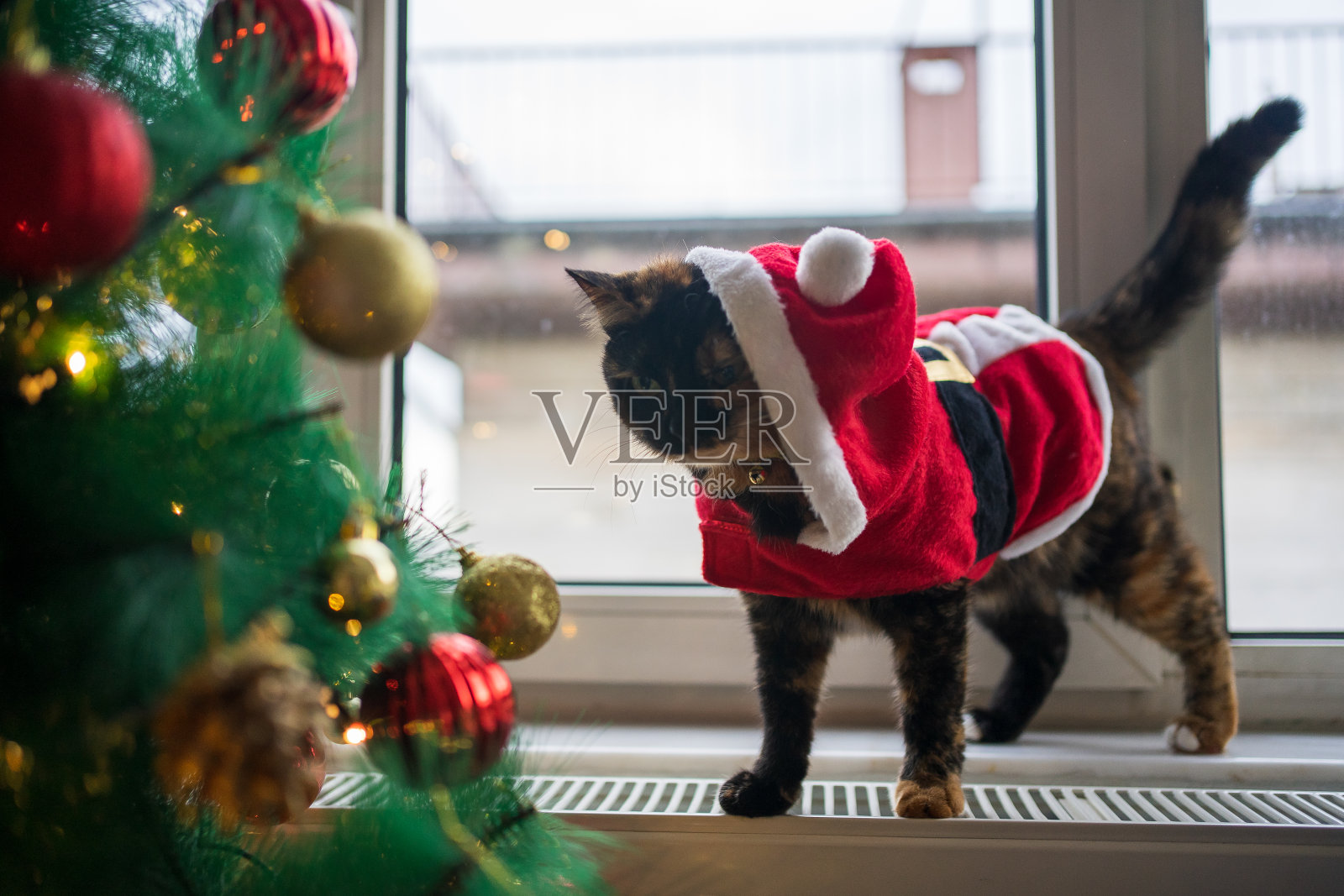 穿圣诞老人衣服的玳瑁猫照片摄影图片