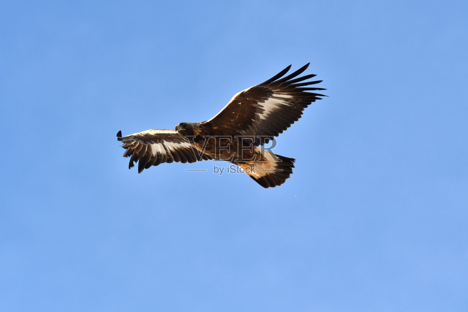 金鹰照片摄影图片
