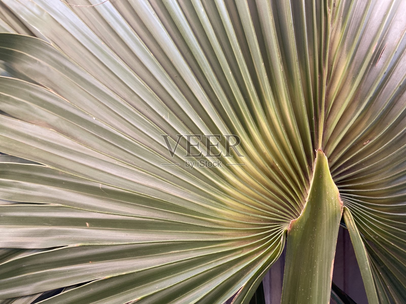 扇棕榈叶2照片摄影图片