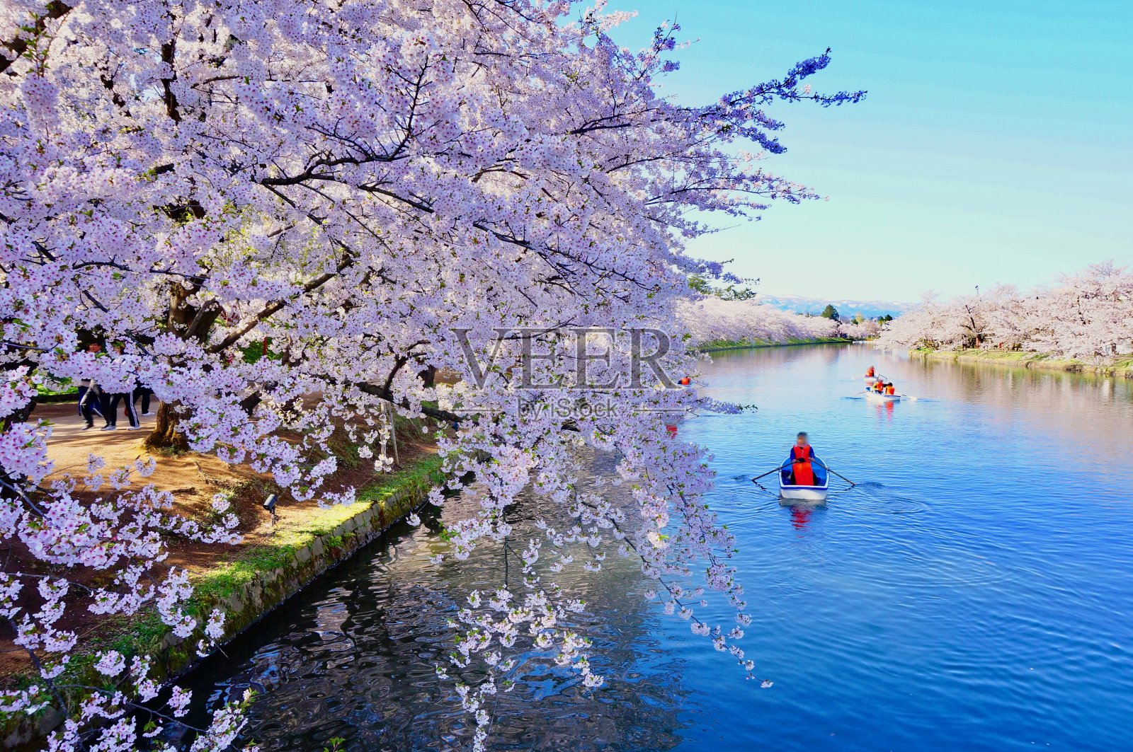 樱花与船照片摄影图片