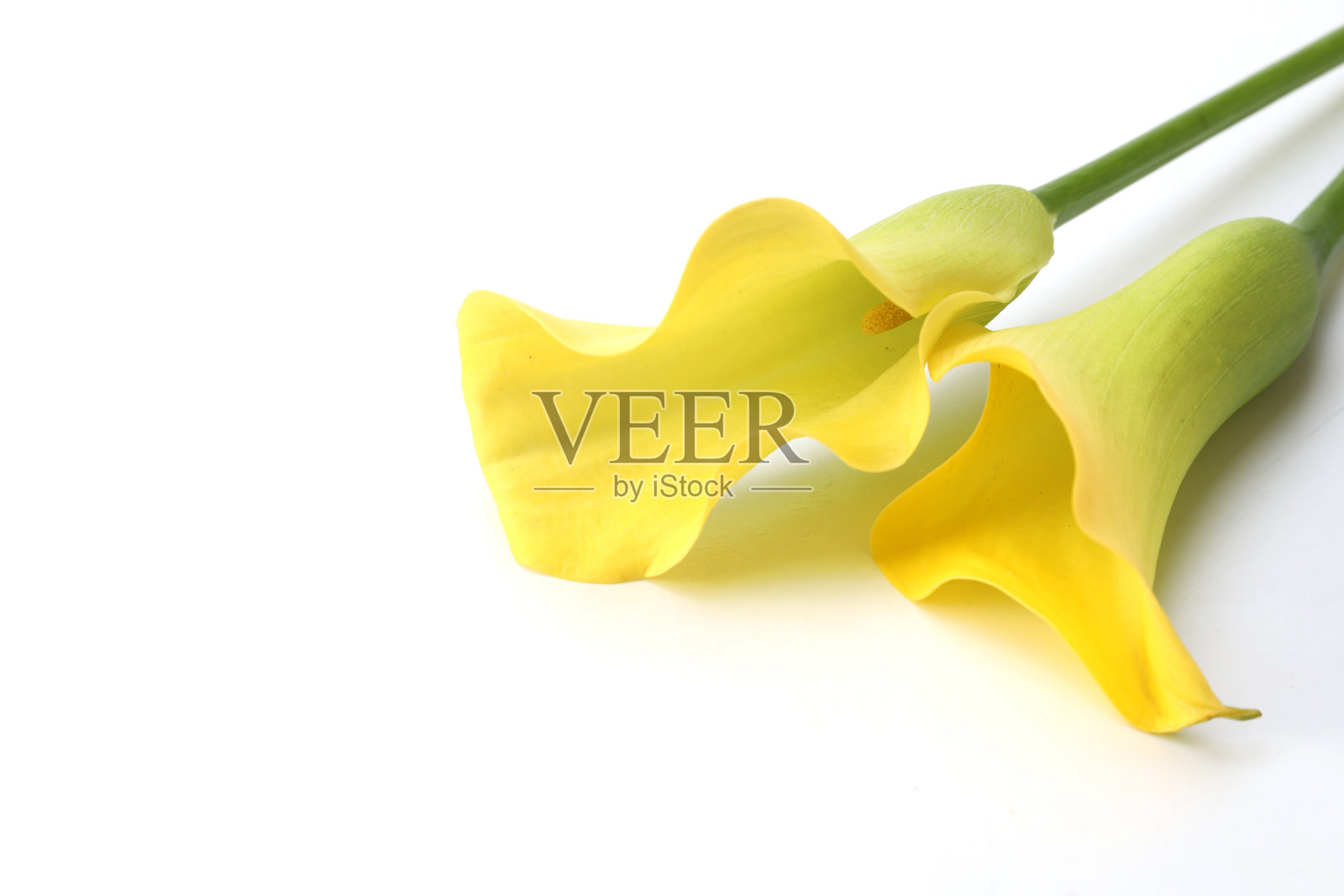 马蹄莲在白色的背景照片摄影图片