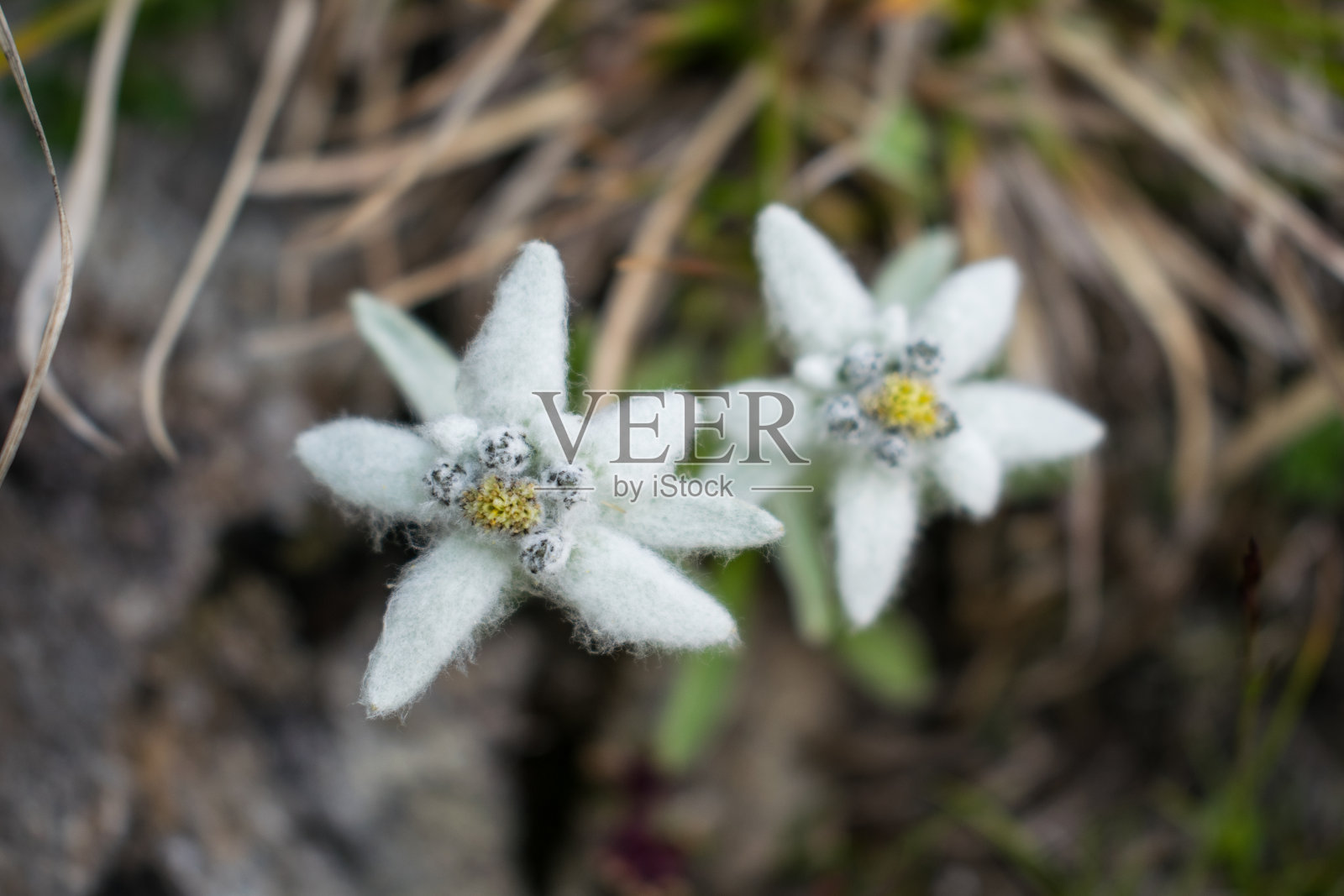 雪绒花，山角之花，一种生长在高海拔山脊上的美丽花朵。照片摄影图片