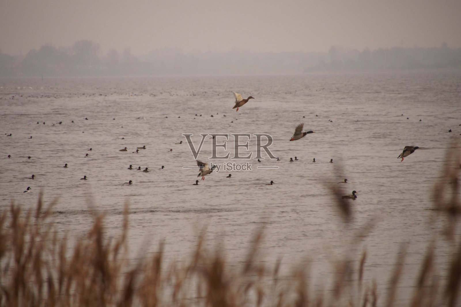 鸭飞行照片摄影图片