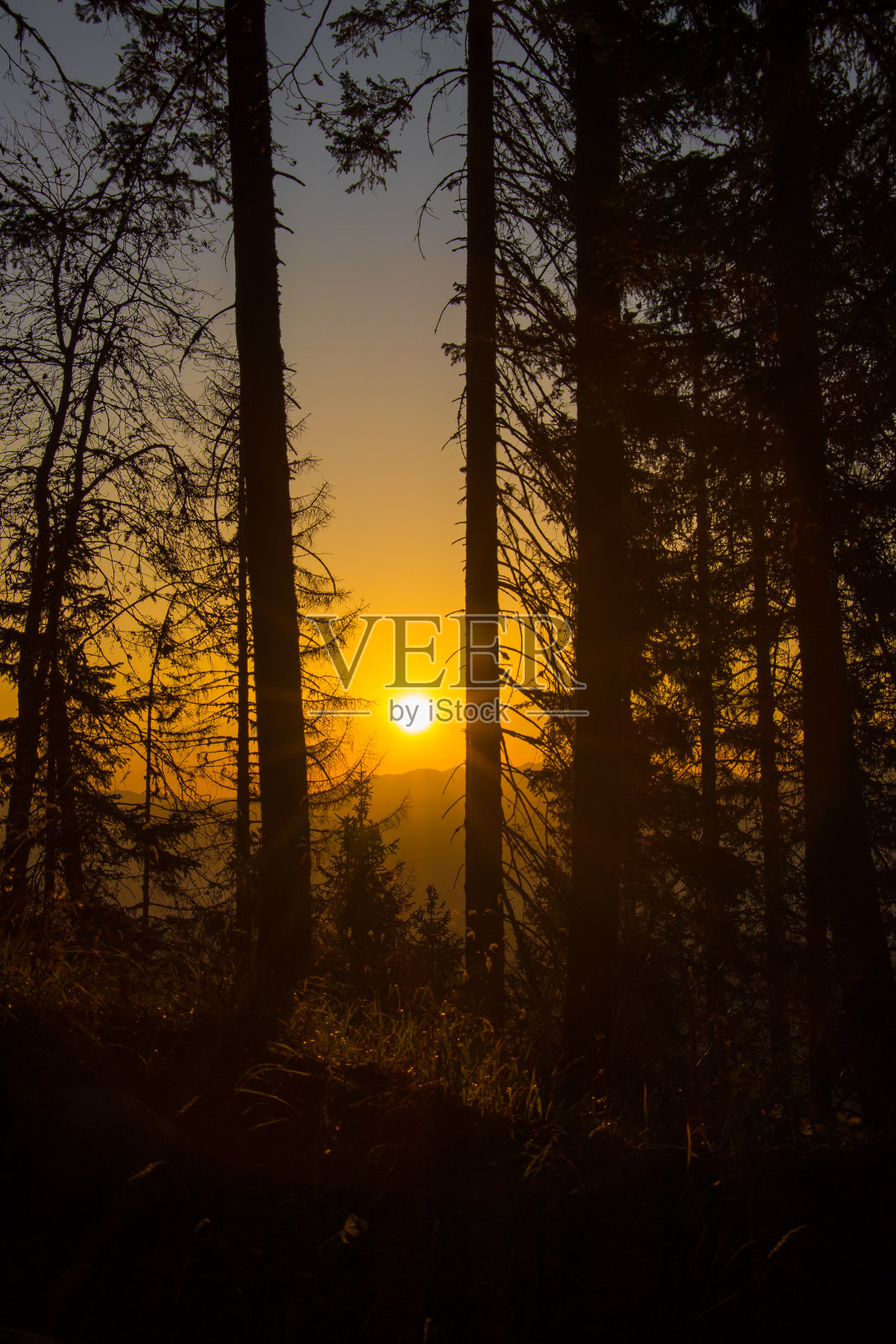 日出透过山林清晨照片摄影图片