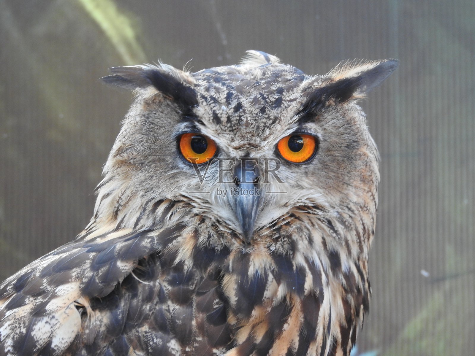 鹰枭肖像照片摄影图片