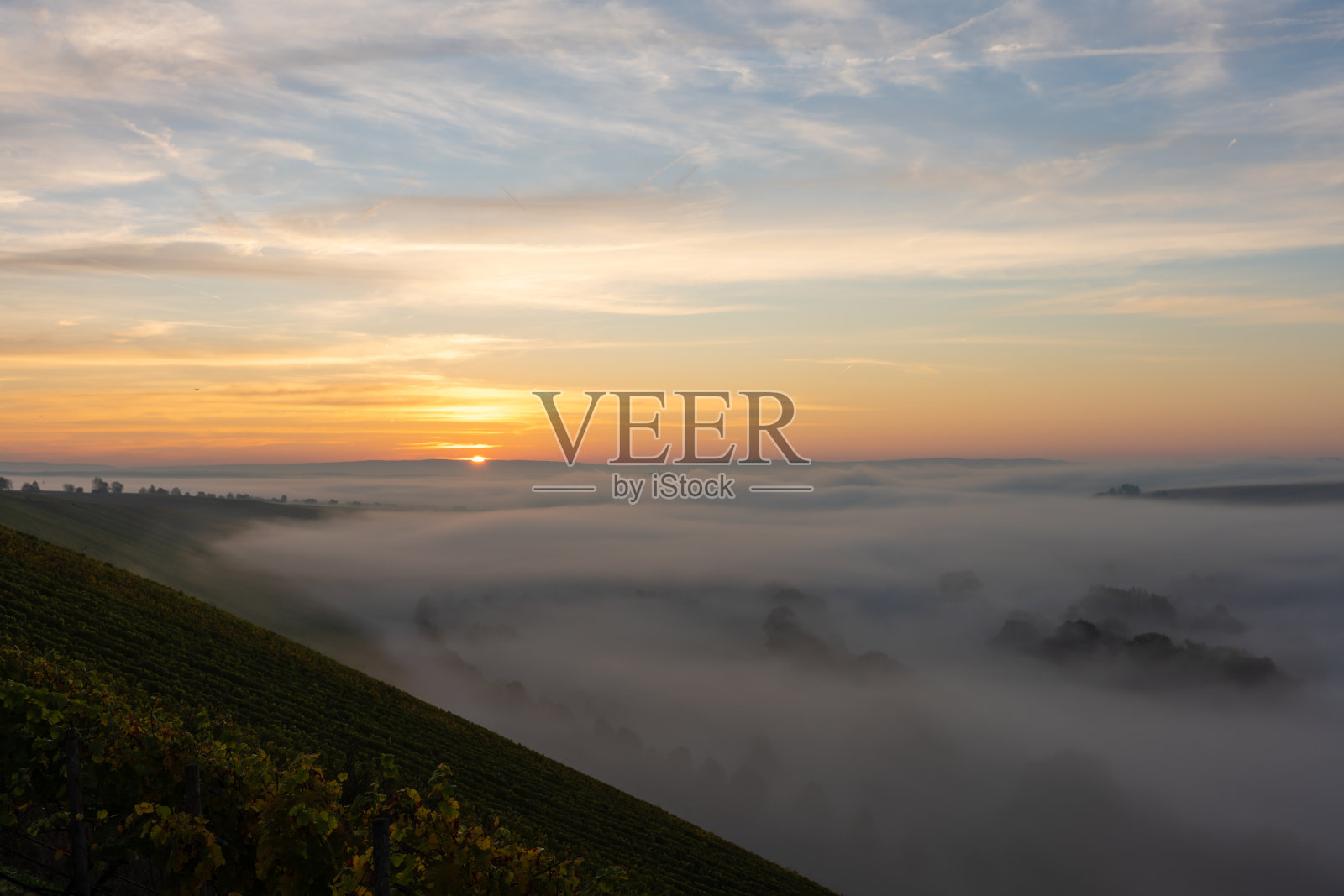 秋天，美因河上的葡萄园日出被雾笼罩照片摄影图片