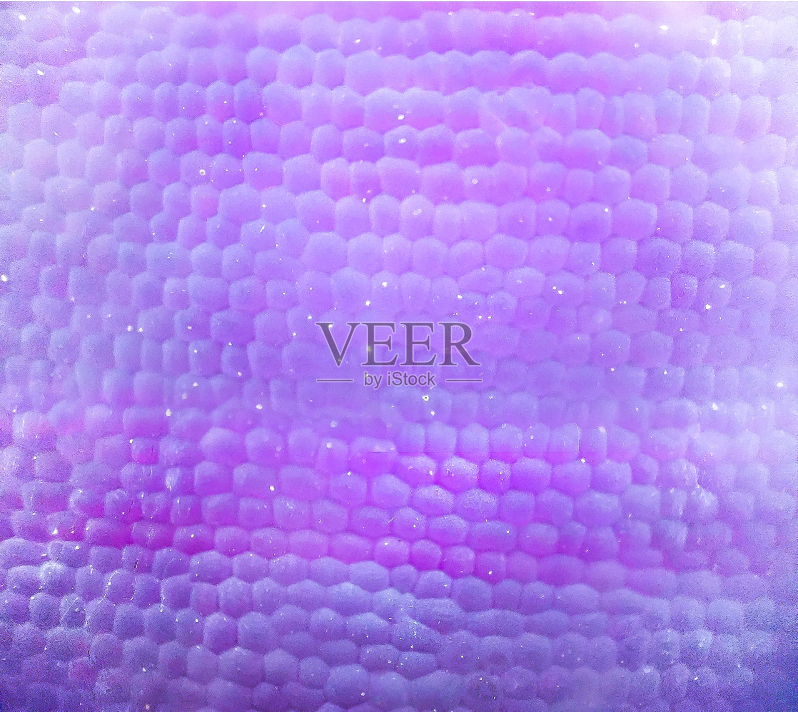 花瓣特写照片摄影图片