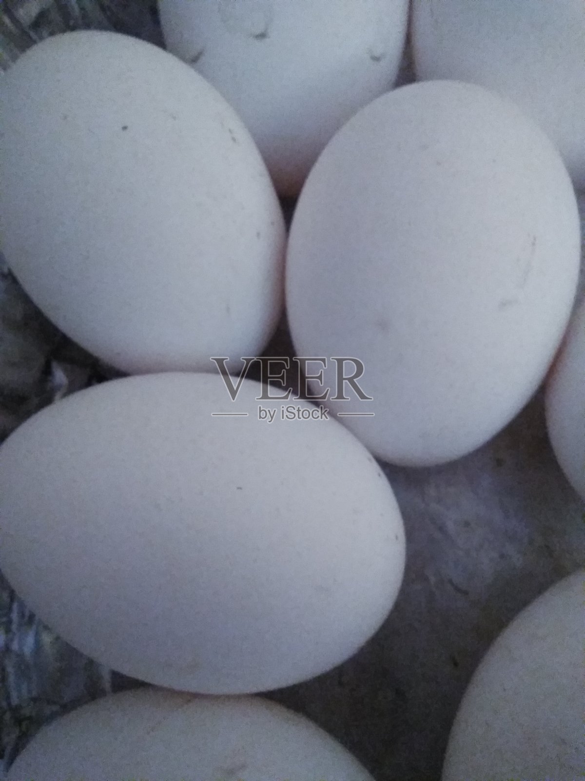 新鲜的白色鸡蛋照片摄影图片