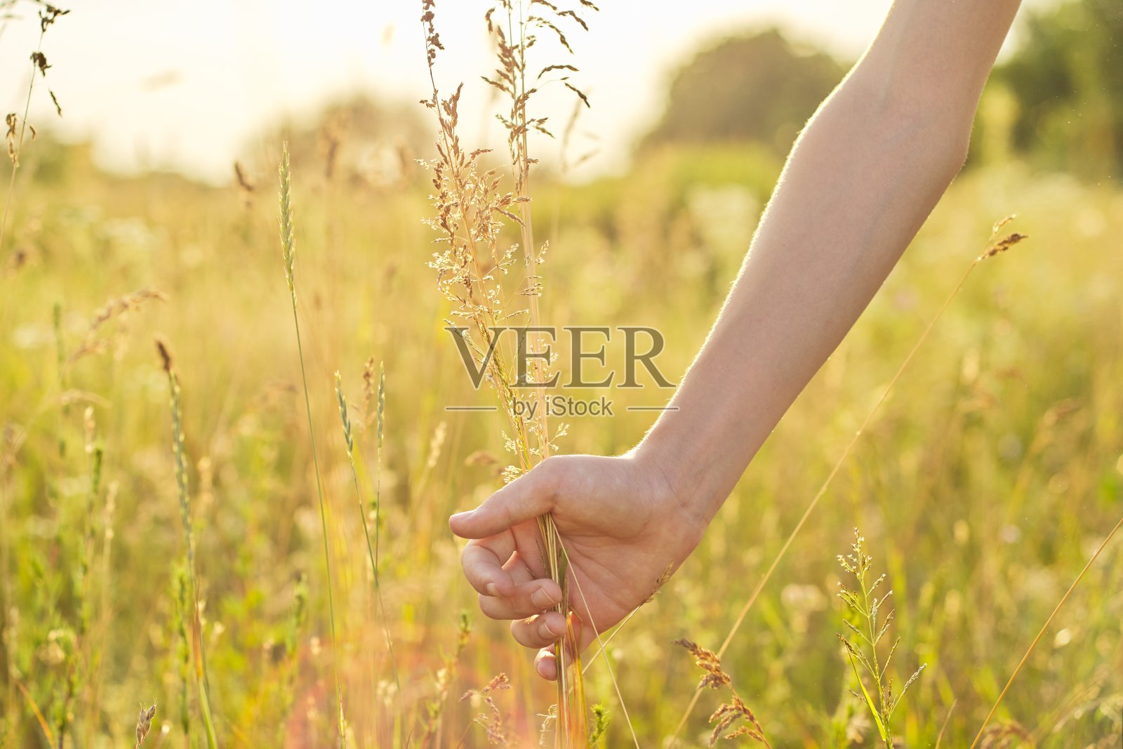 夏日的野草甸野花在少女的手中，自然照片摄影图片