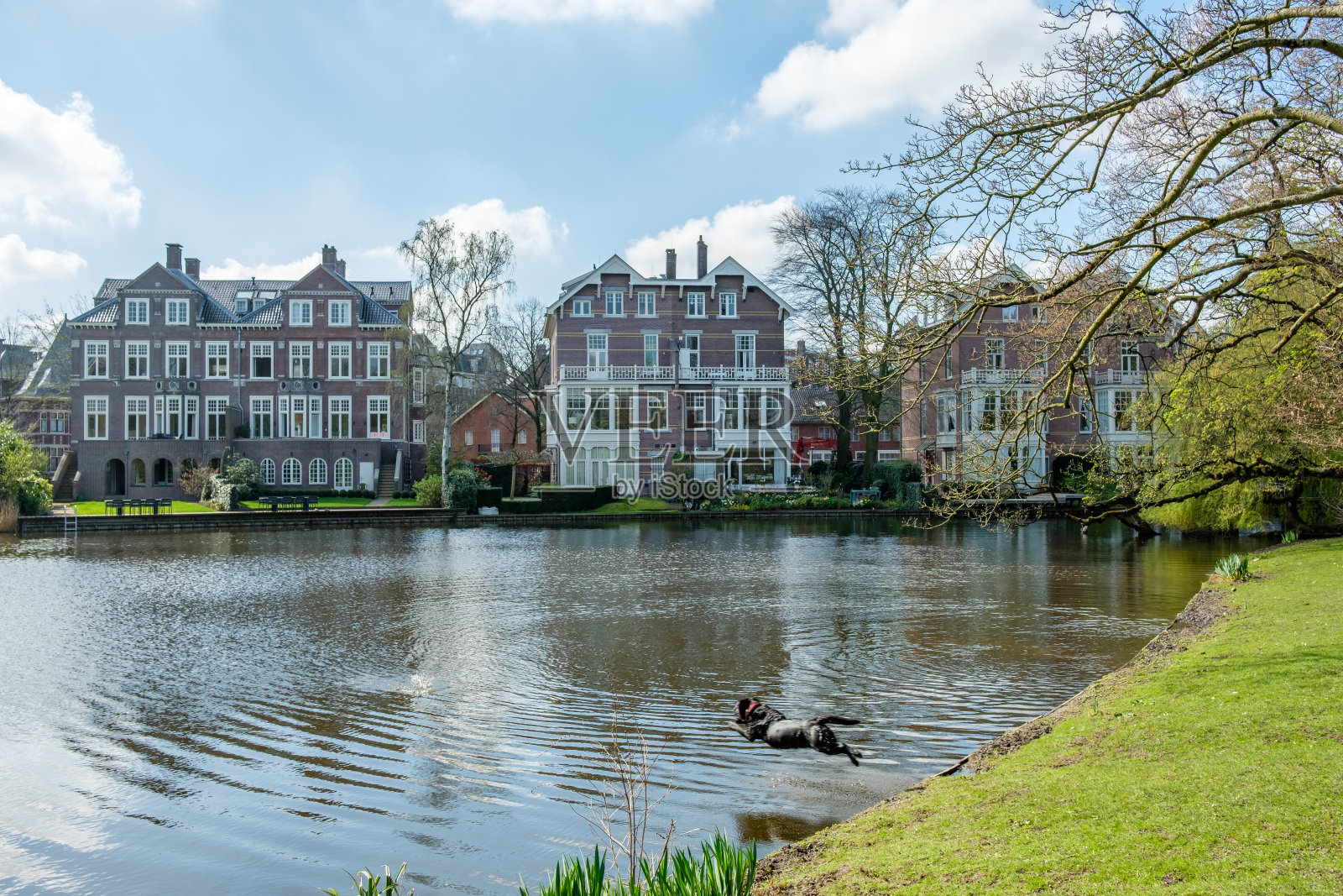 早春时节，一只狗在阿姆斯特丹市中心一个美丽的公园的池塘里跳来跳去照片摄影图片