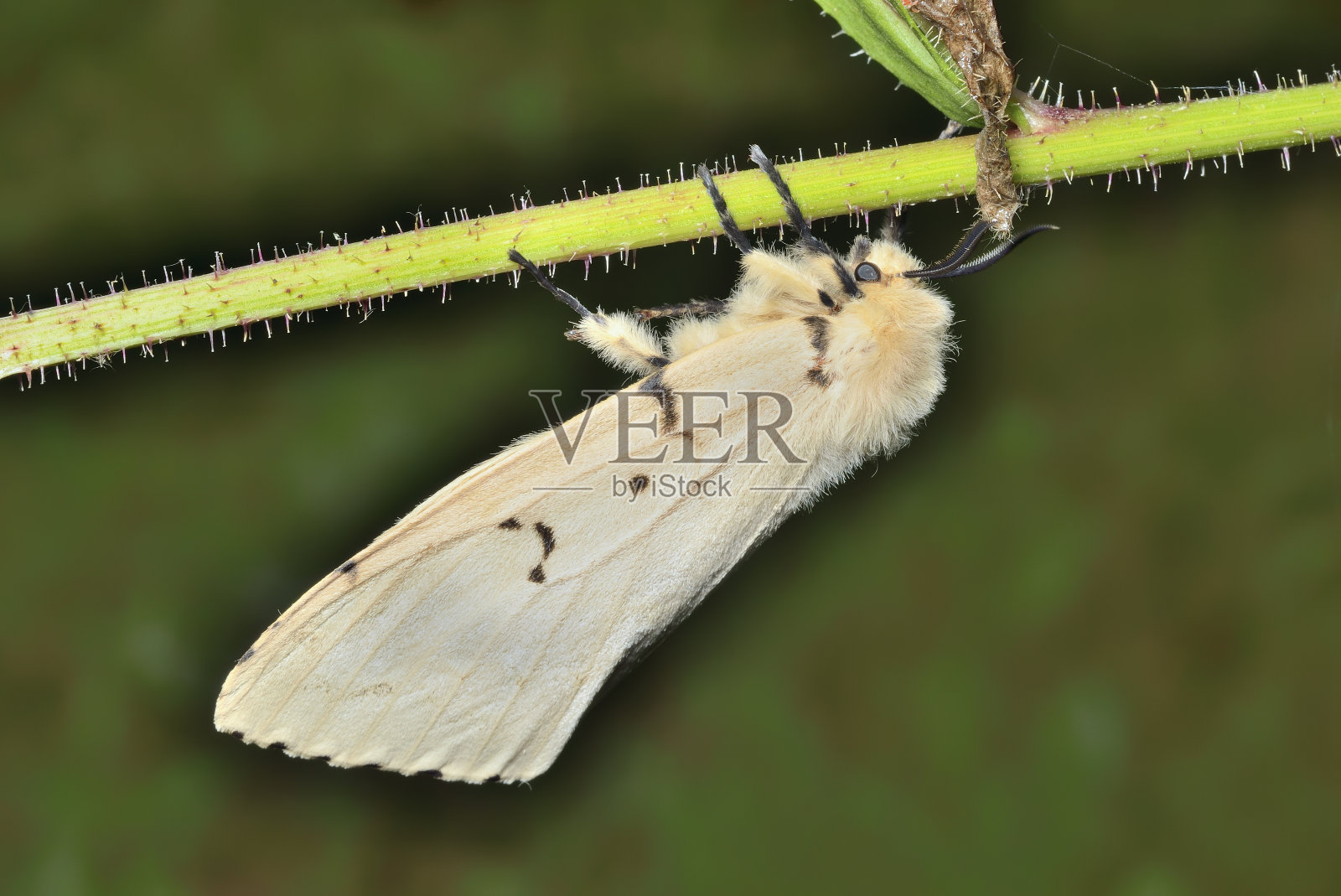 夜蝶猫头鹰蛾照片摄影图片