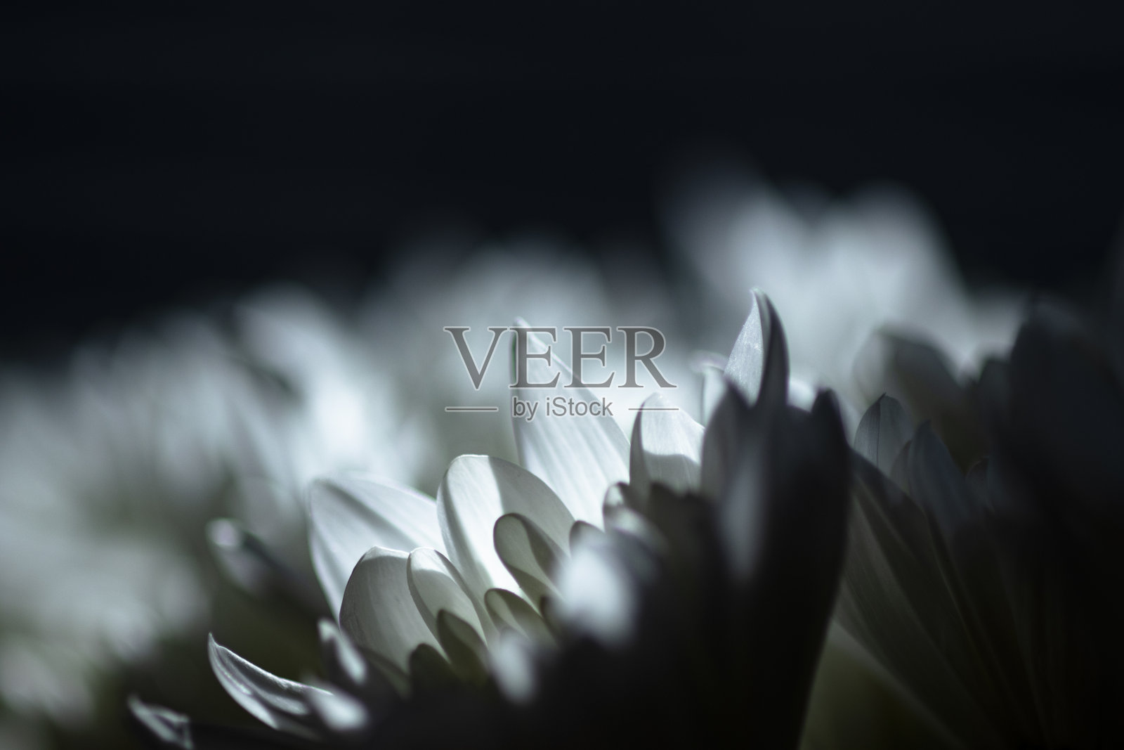 风化的石墙与藤蔓紧密相连照片摄影图片