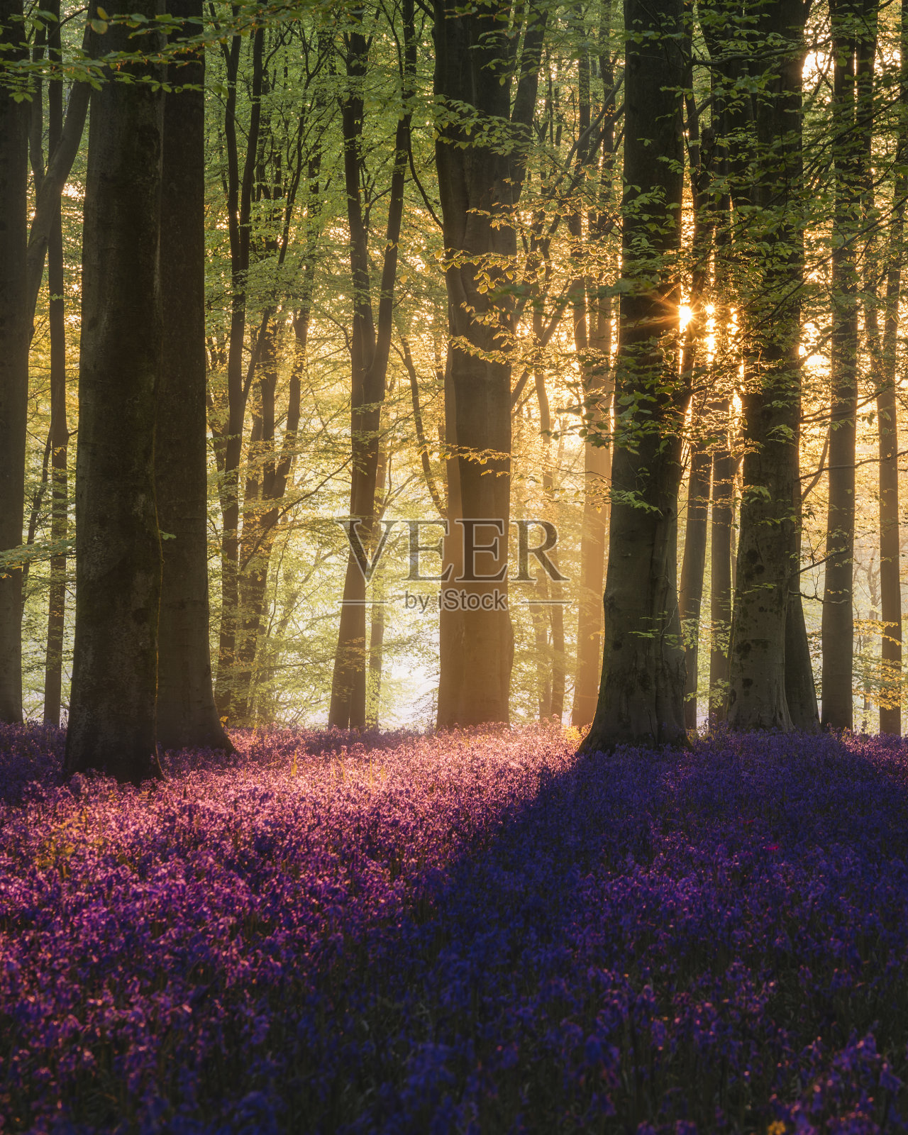 雄伟的春天景观形象的彩色风信子花在林地照片摄影图片