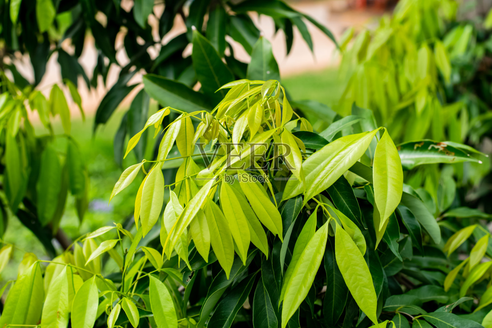 绿叶荔枝树照片摄影图片