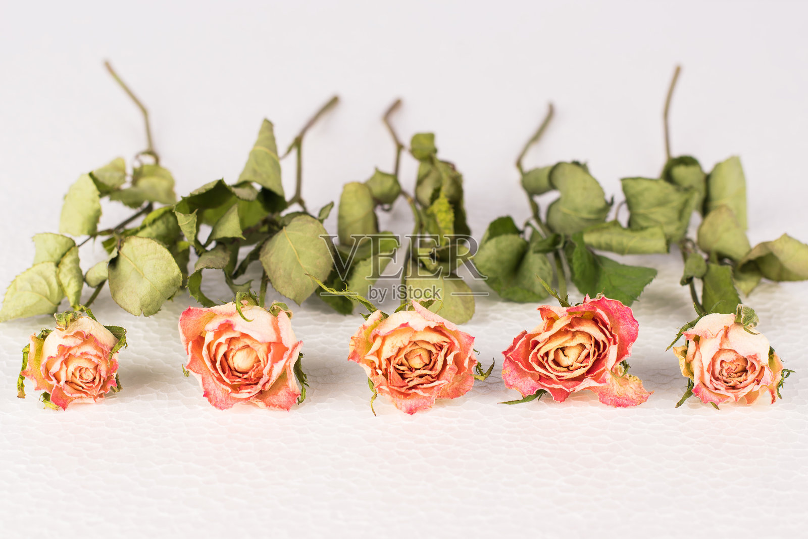 干枯的玫瑰花排成一排，模糊了背景照片摄影图片