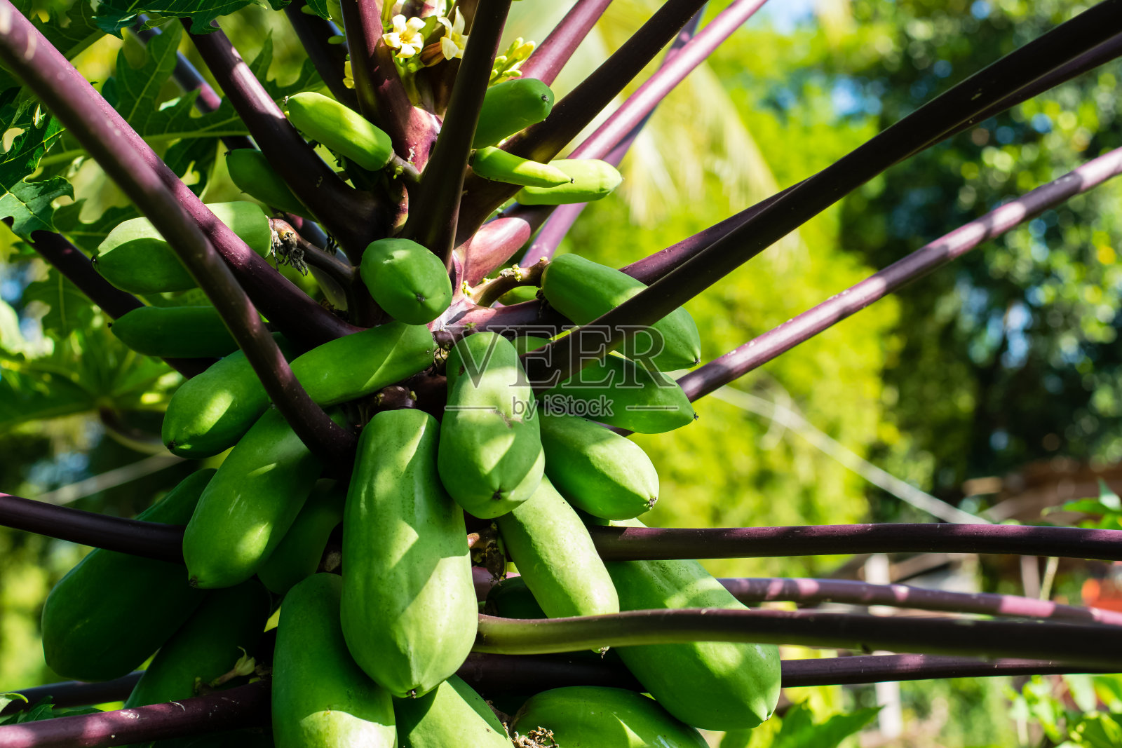 木瓜树，紫色叶茎照片摄影图片