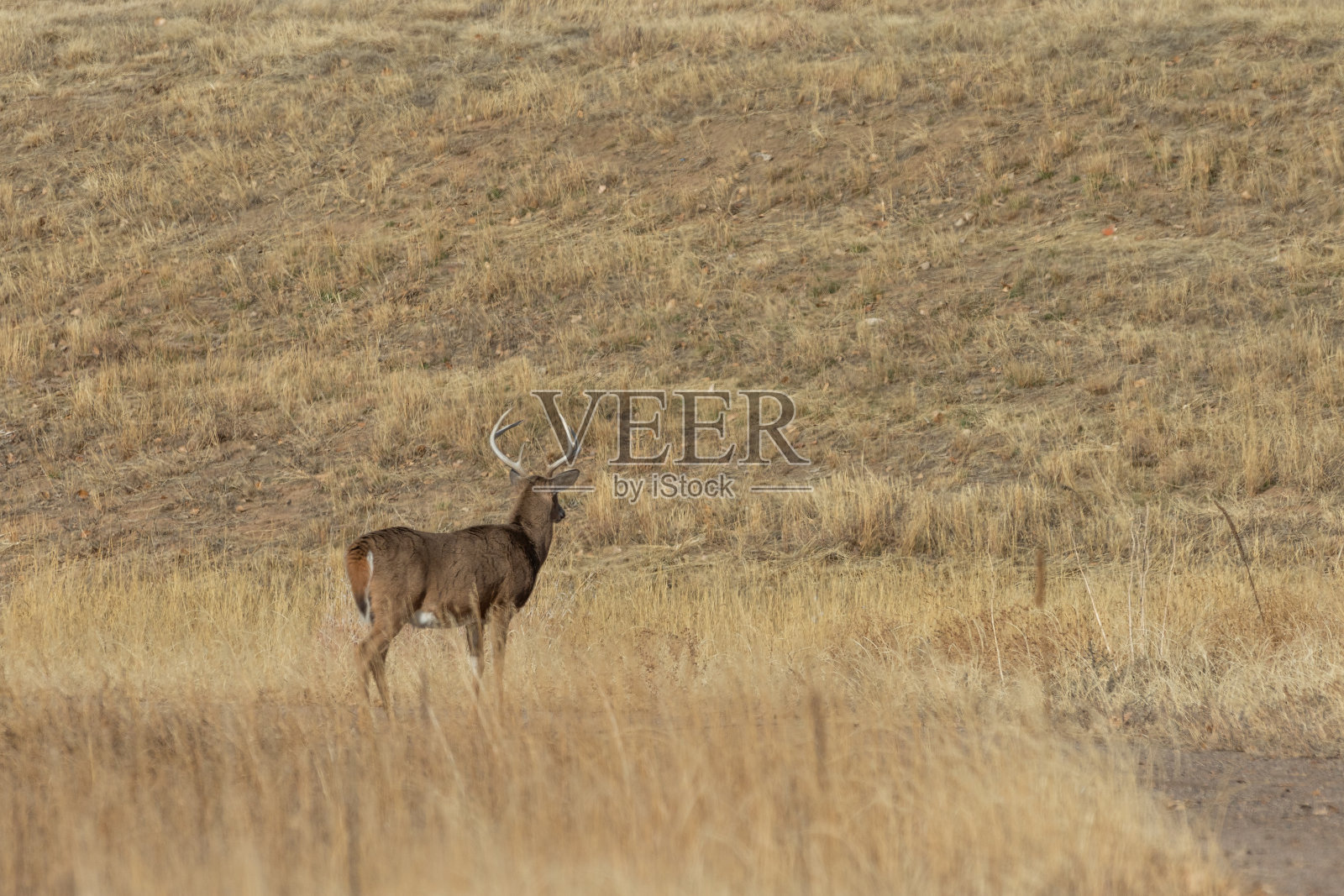 秋天的白尾鹿照片摄影图片