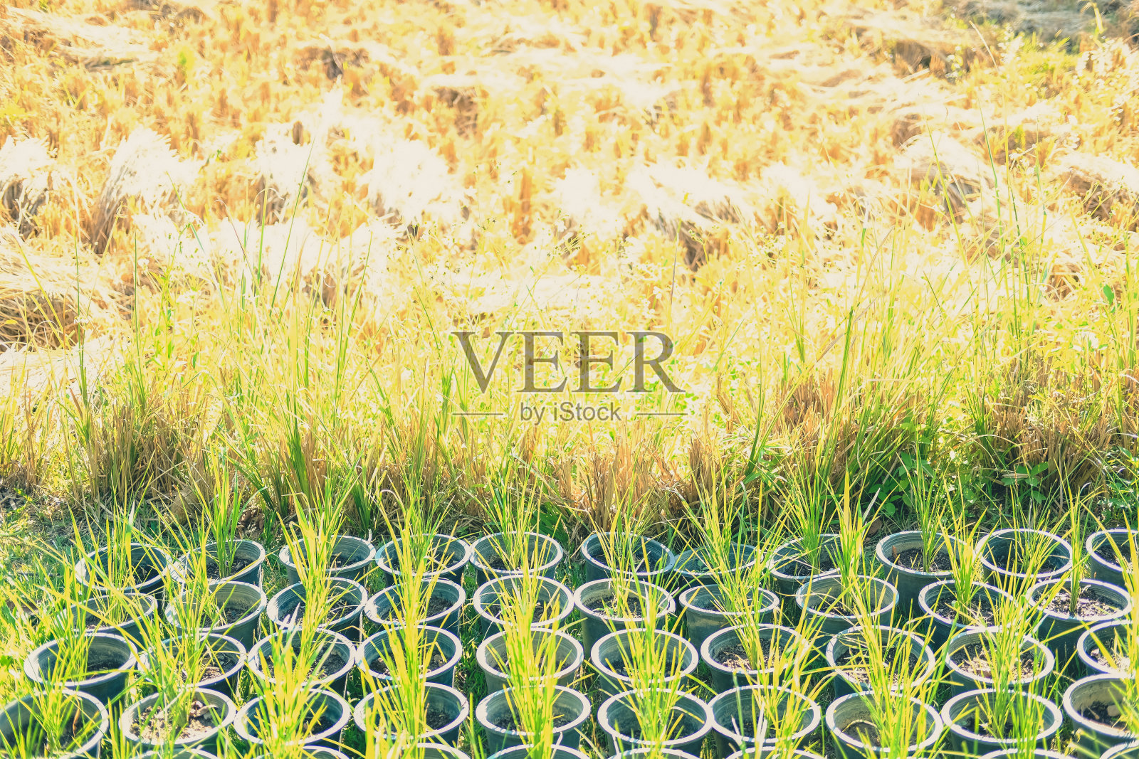 盆栽中的水稻。稻田中的稻草照片摄影图片