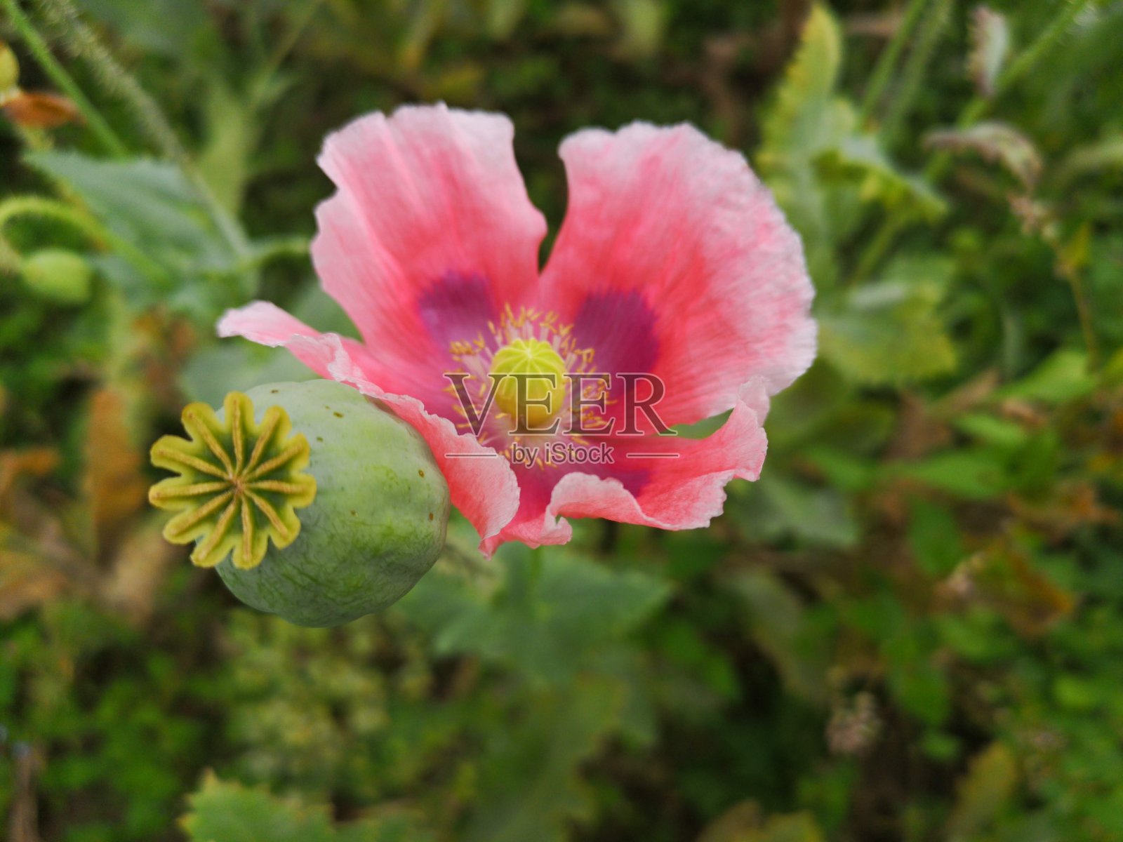 罂粟花照片摄影图片