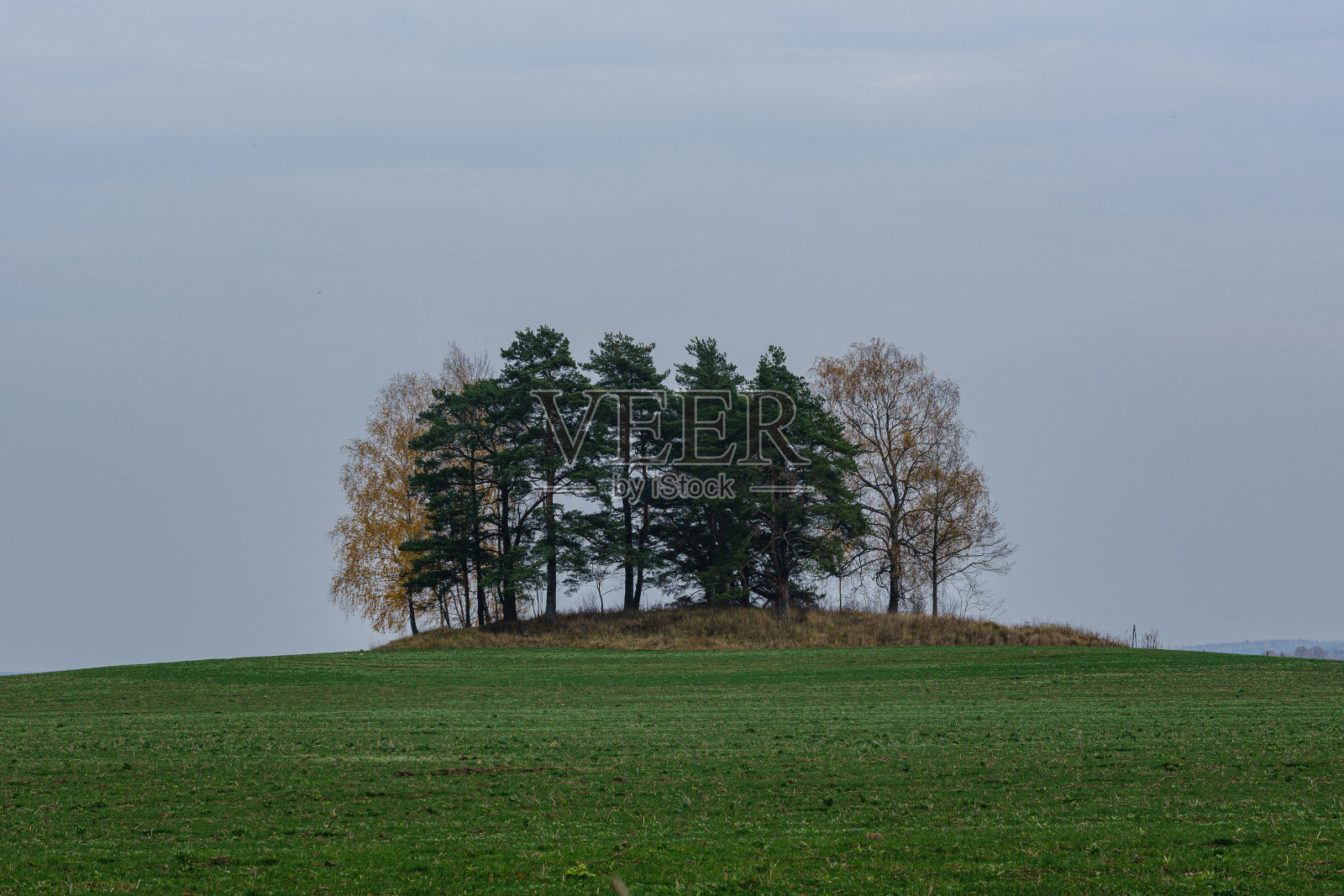 一棵没有叶子的大树，孤立在绿色的乡村草地上照片摄影图片