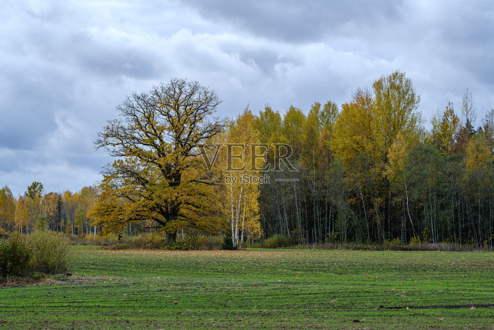 杂乱茂盛的森林细节抽象纹理的新旧树干照片摄影图片