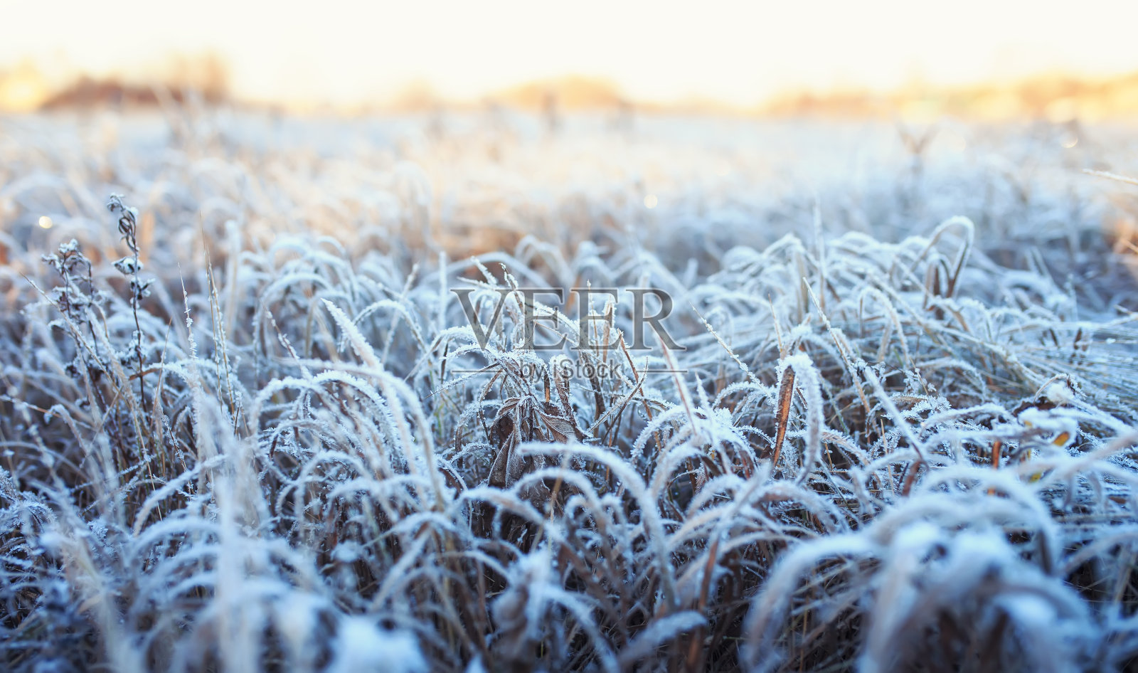 冬天的早晨阳光明媚，田野上覆盖着干燥的草，上面覆盖着晶莹透明的冷霜和雪照片摄影图片