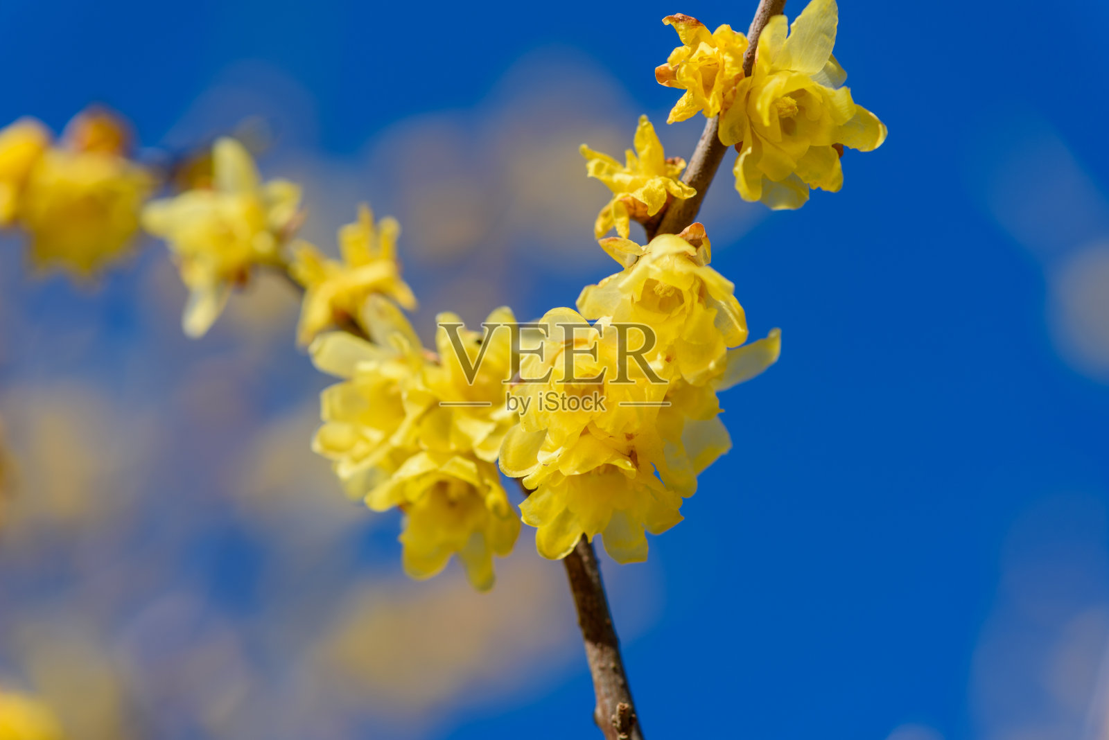 早春的梅花照片摄影图片