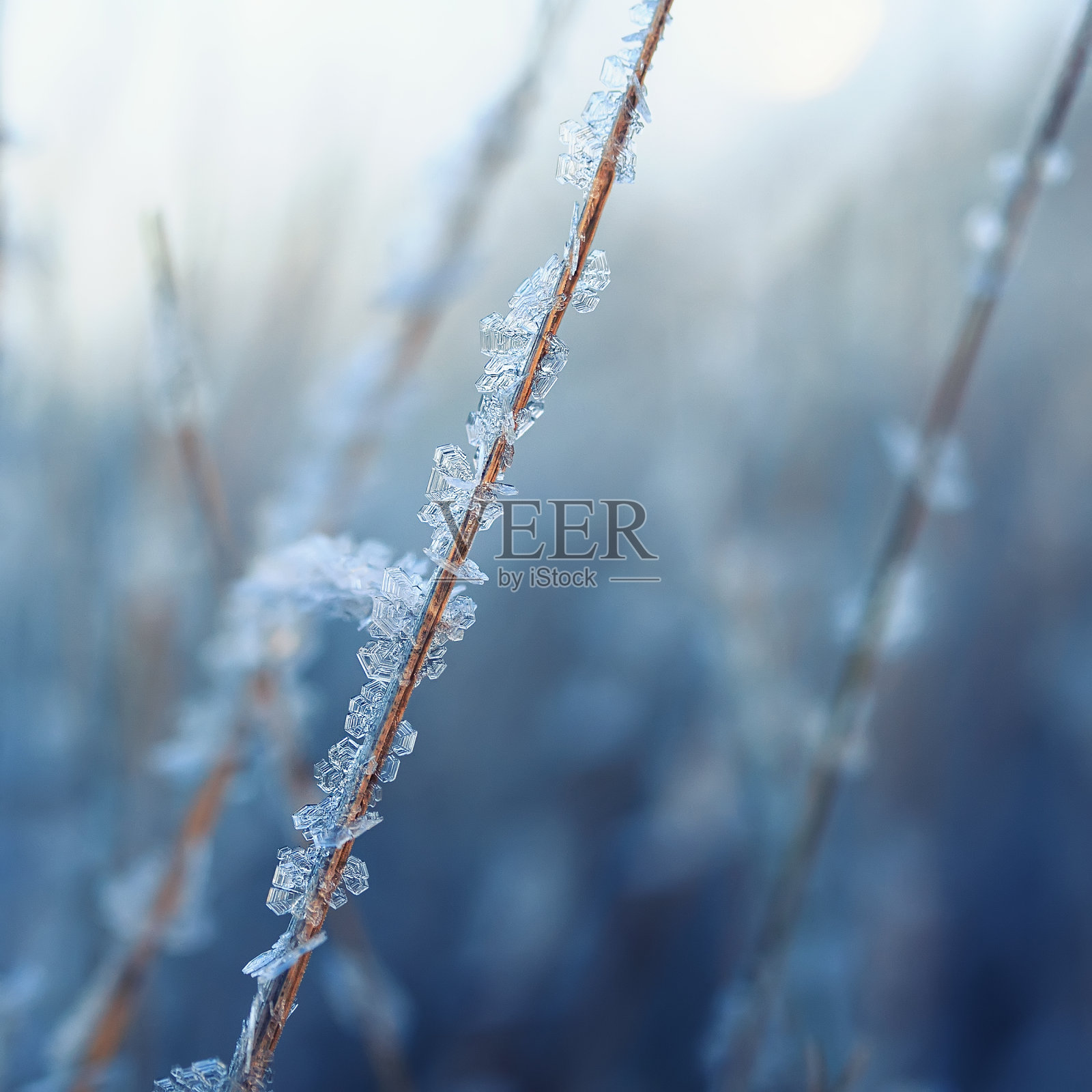 背景是草覆盖着透明的冷蓝色霜冻晶体，就像在阳光明媚的冬天串起的珠子照片摄影图片