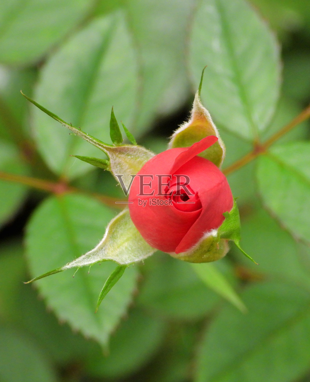 红玫瑰花蕾俯视图，特写。照片摄影图片